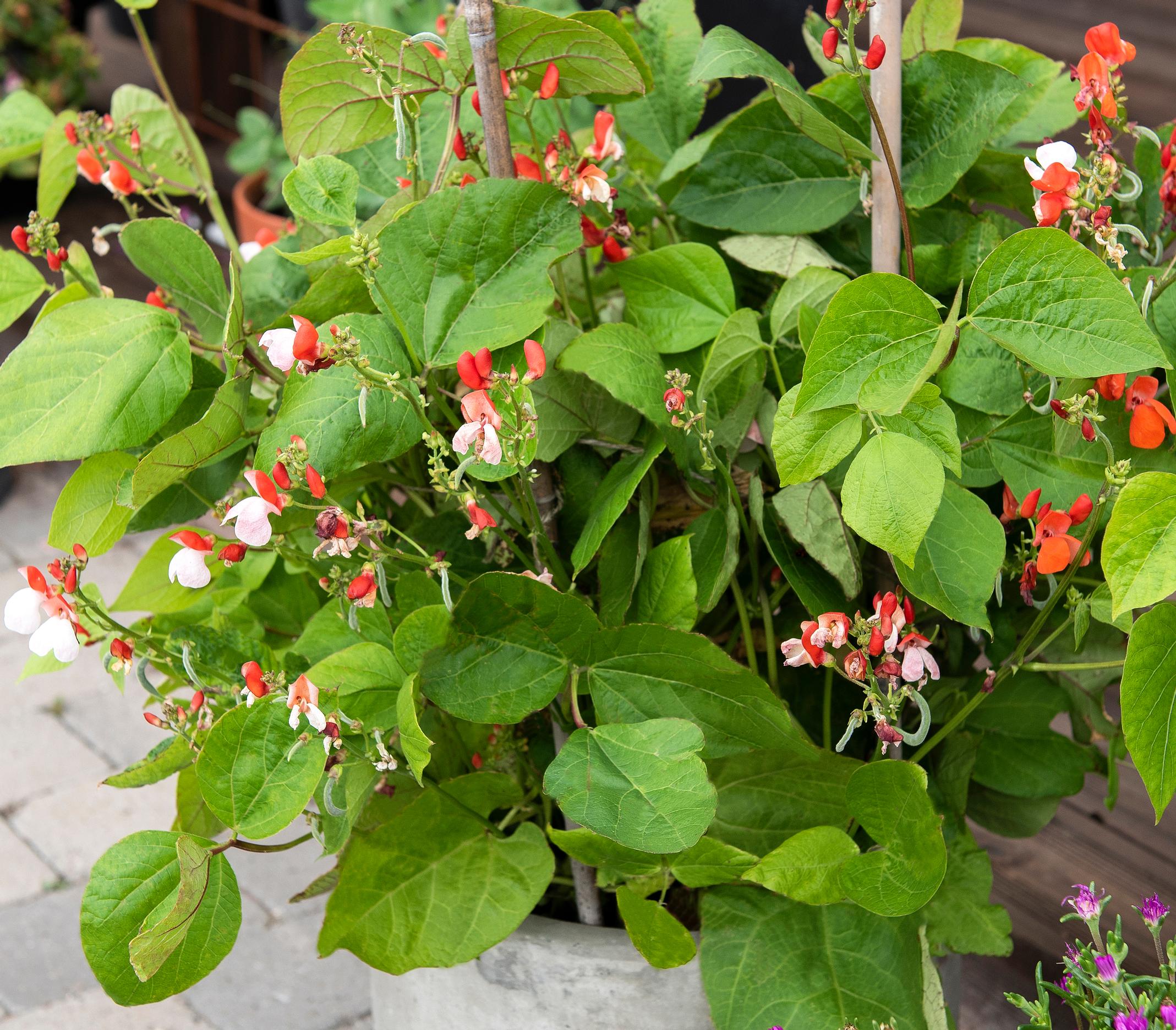 Papulajikkeet: ruusupapu 'Hestia'
