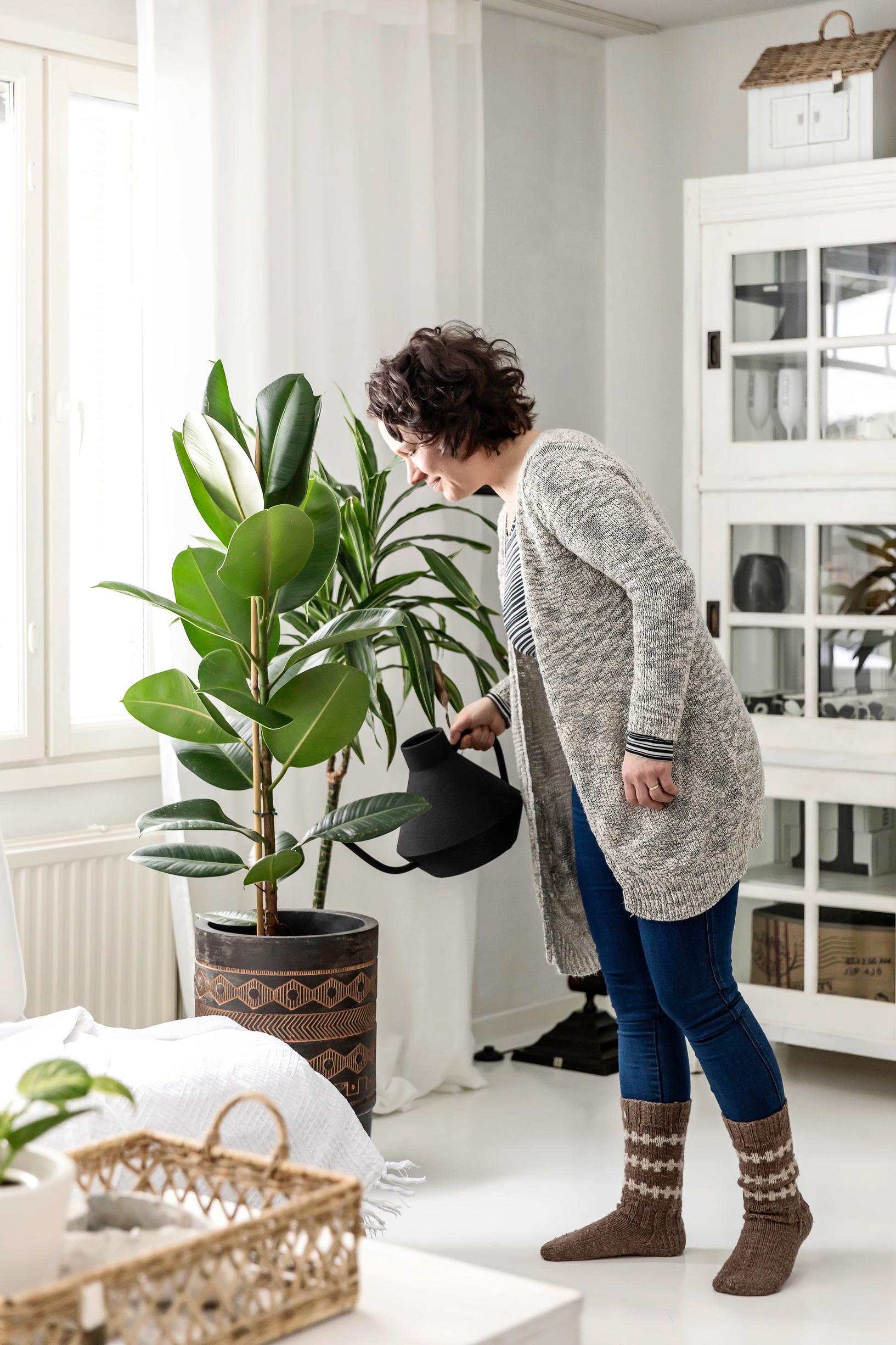 Anna kastelee kumiviikunaa