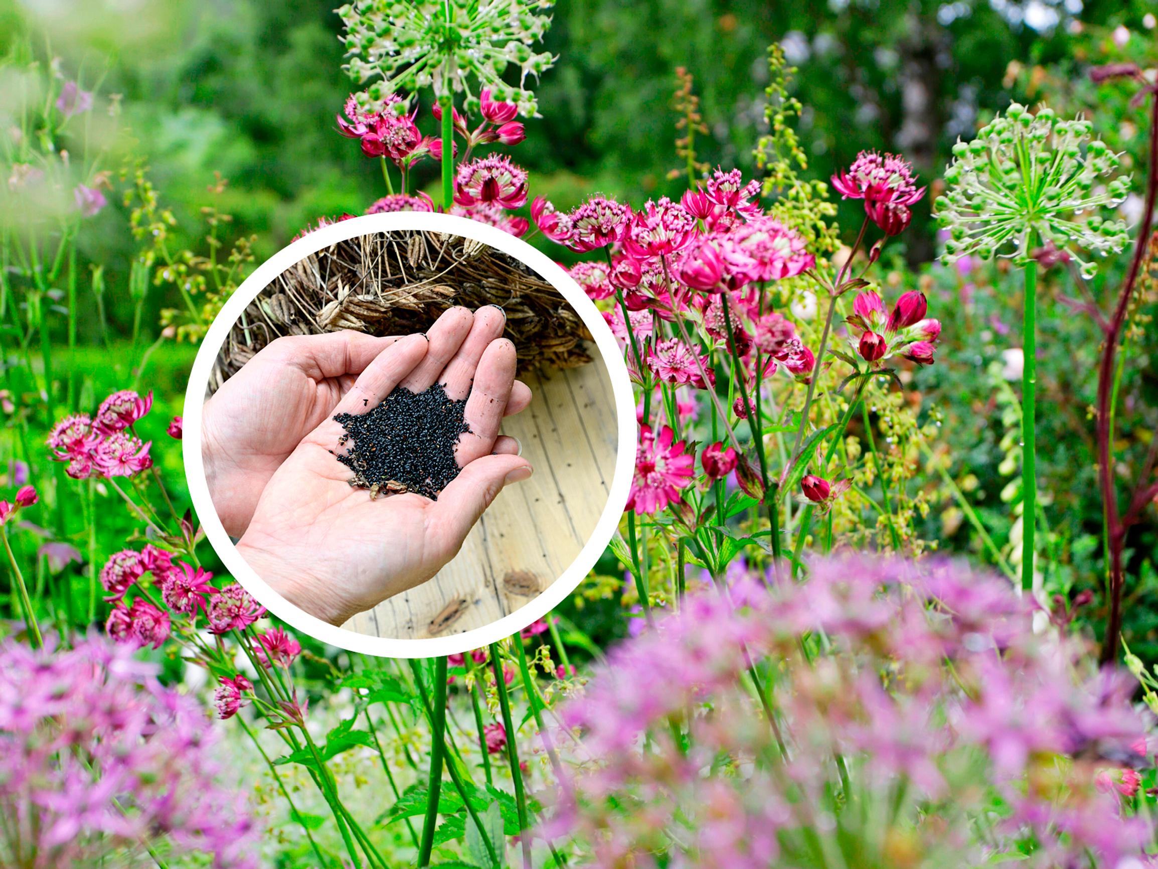 Kerää perennojen siemenet talteen – helposti lisää kukkaloistoa puutarhaan!