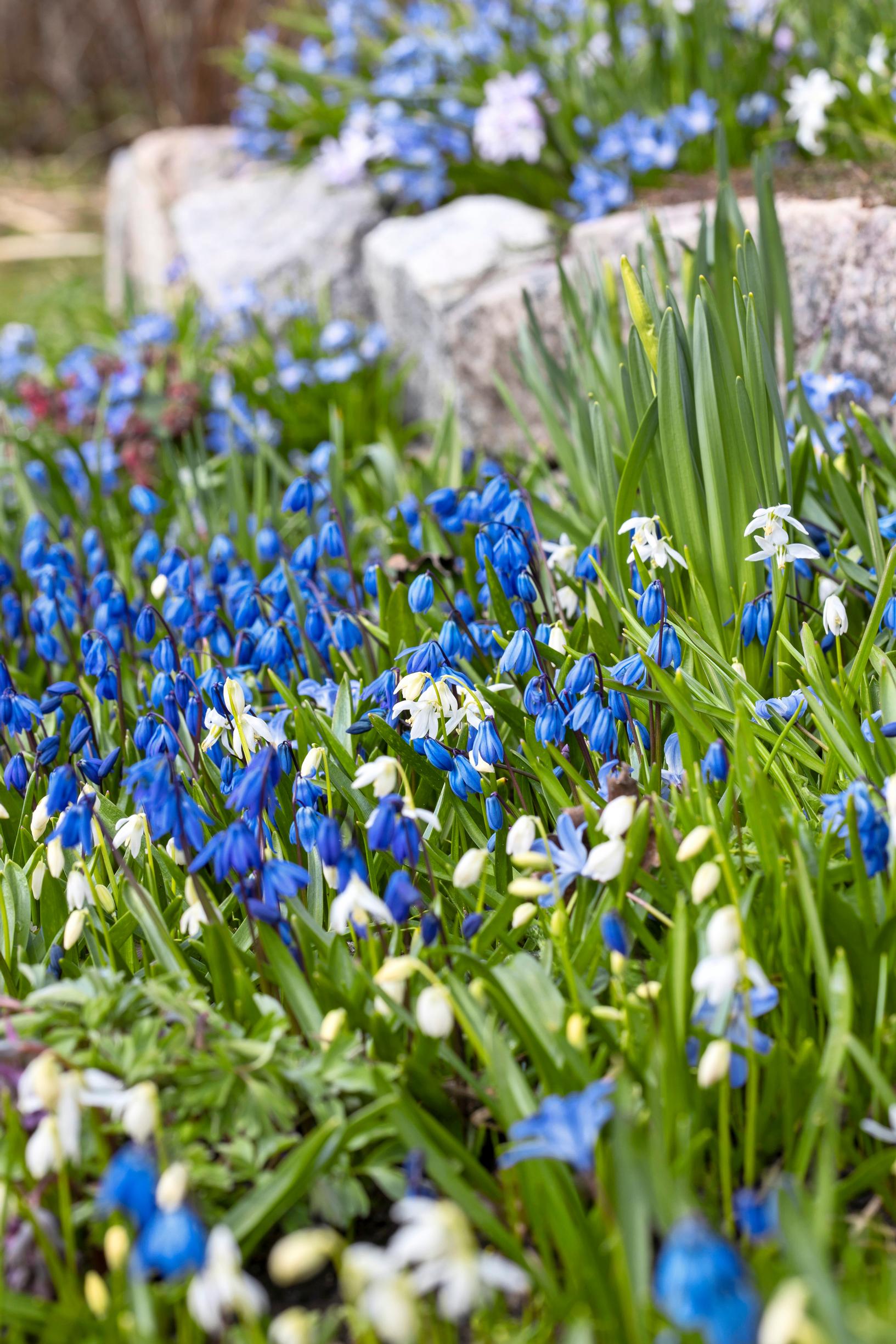 Idänsinililja (Scilla siberica).