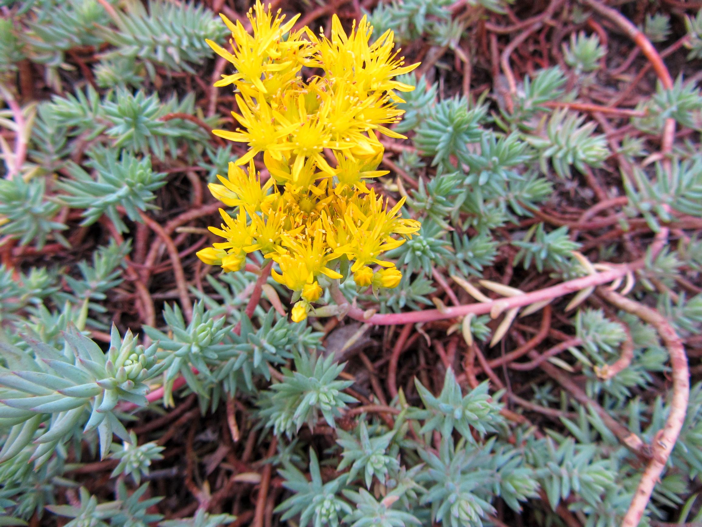 Kalliomaksaruoho