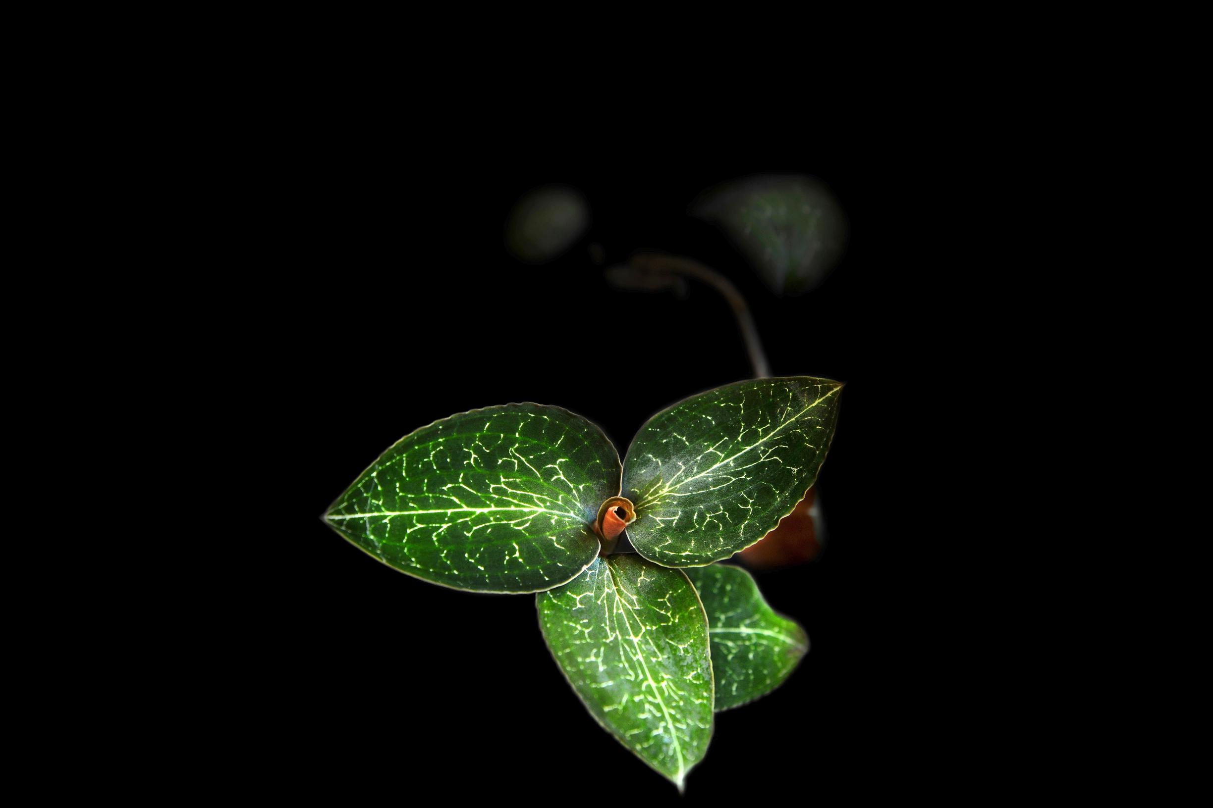 viherkasvi maaorkidea terraariokasvi