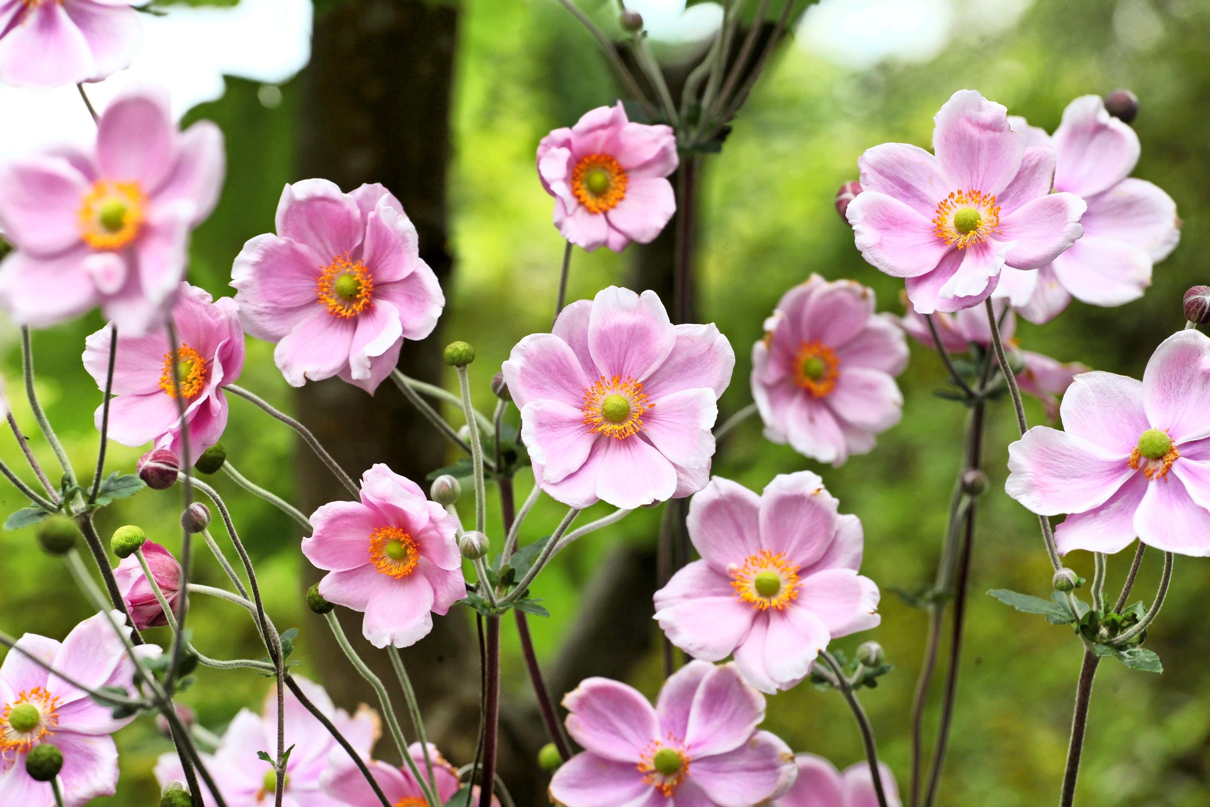 Hopeasyysvuokko 'Robustissima'