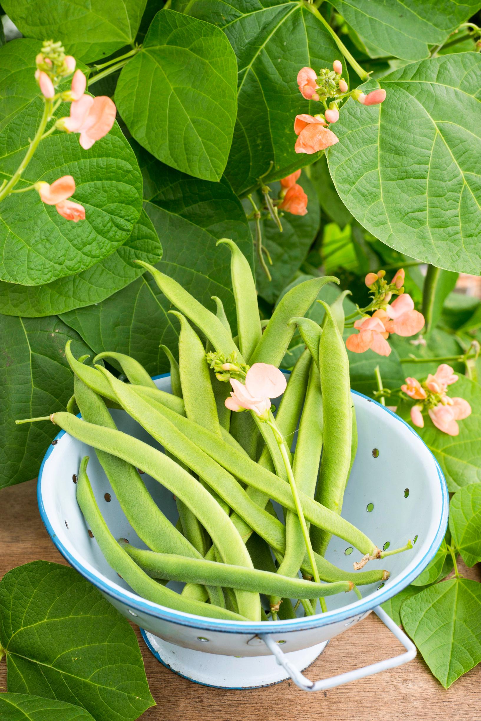 Papulajikkeet: ruusupapu ’Celebration’