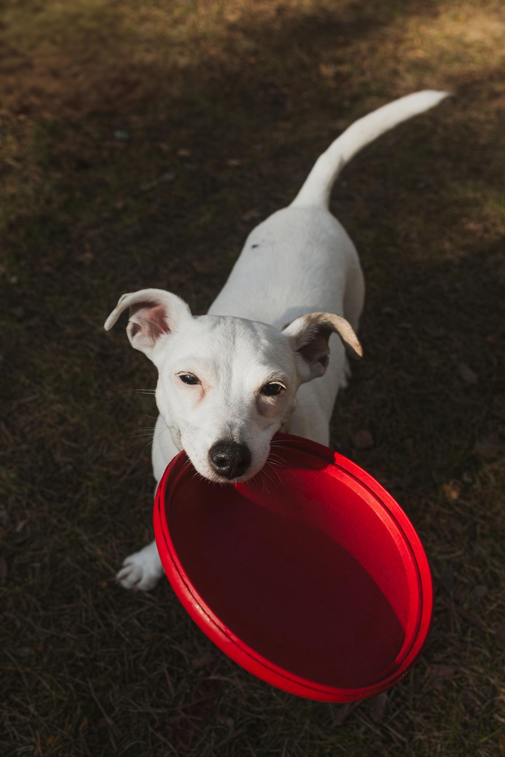 jackrussellinterrieri Maru punainen frisbee suussaan