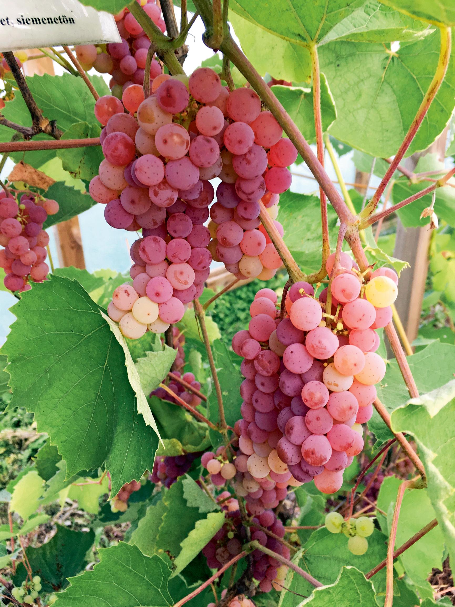 Viiniköynnös ’Somerset Seedless’