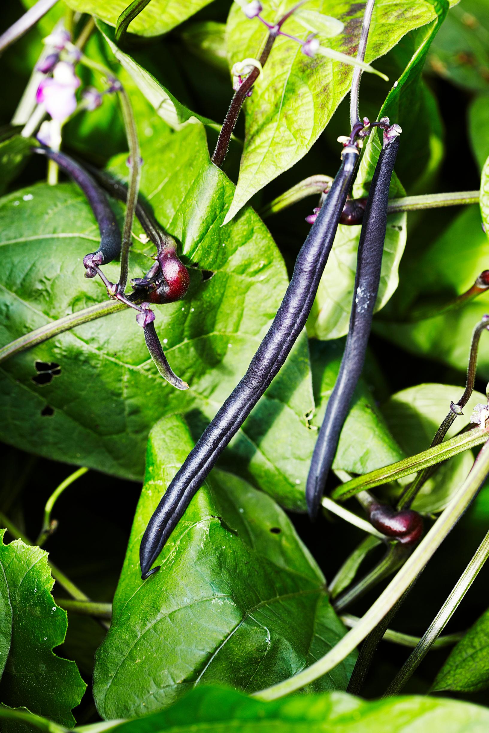 Papulajikkeet: taitepapu 'Purple Teepee'