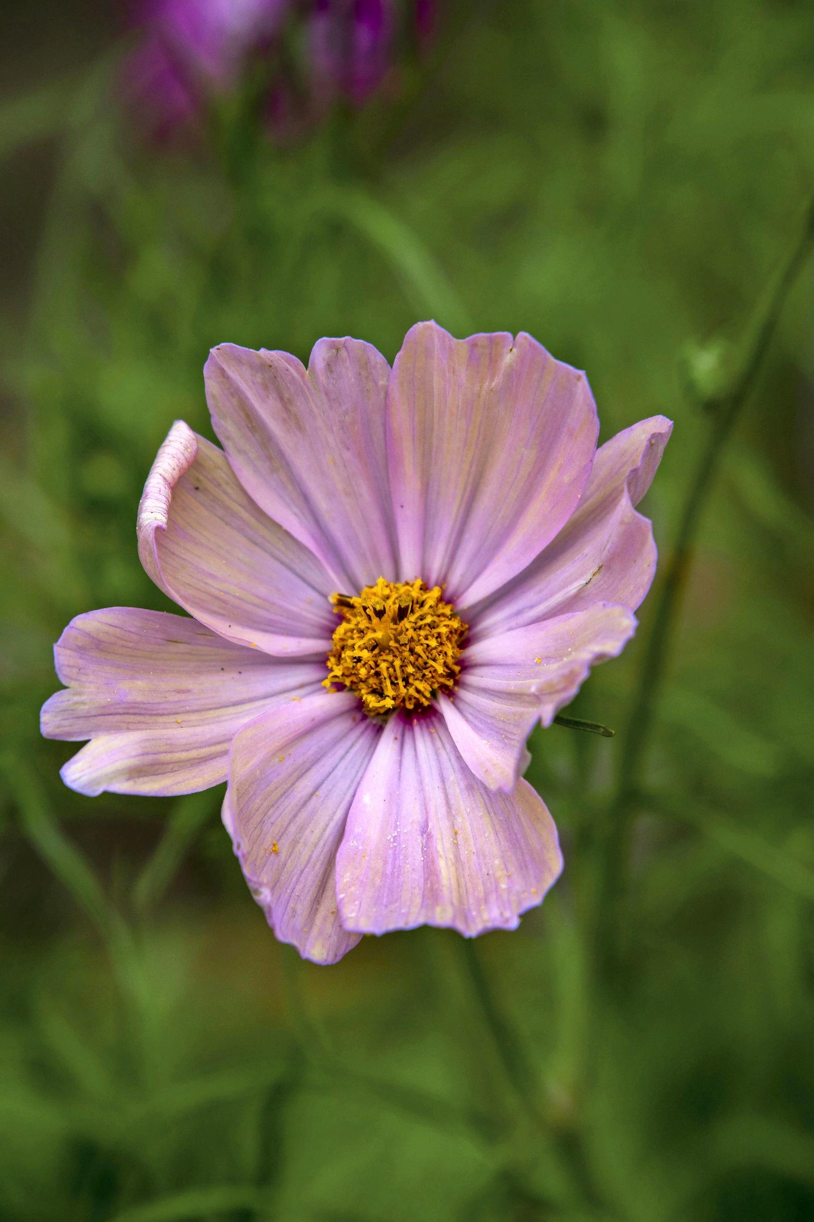Punakosmos ’Apricotta’.