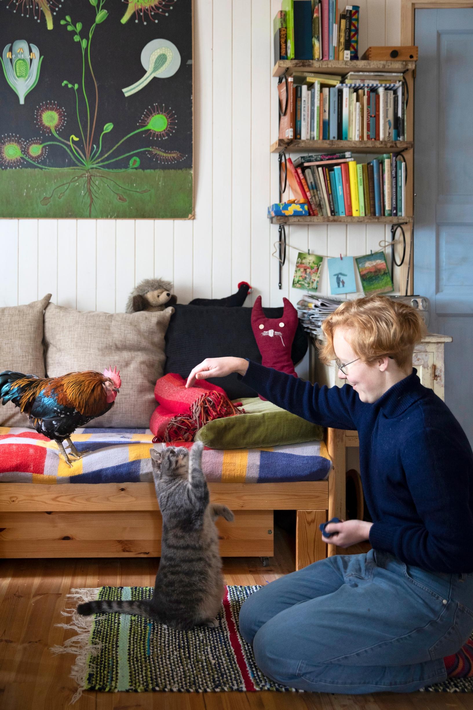 nainen leikittää kissaa, kukko katselee sohvalla vieressä