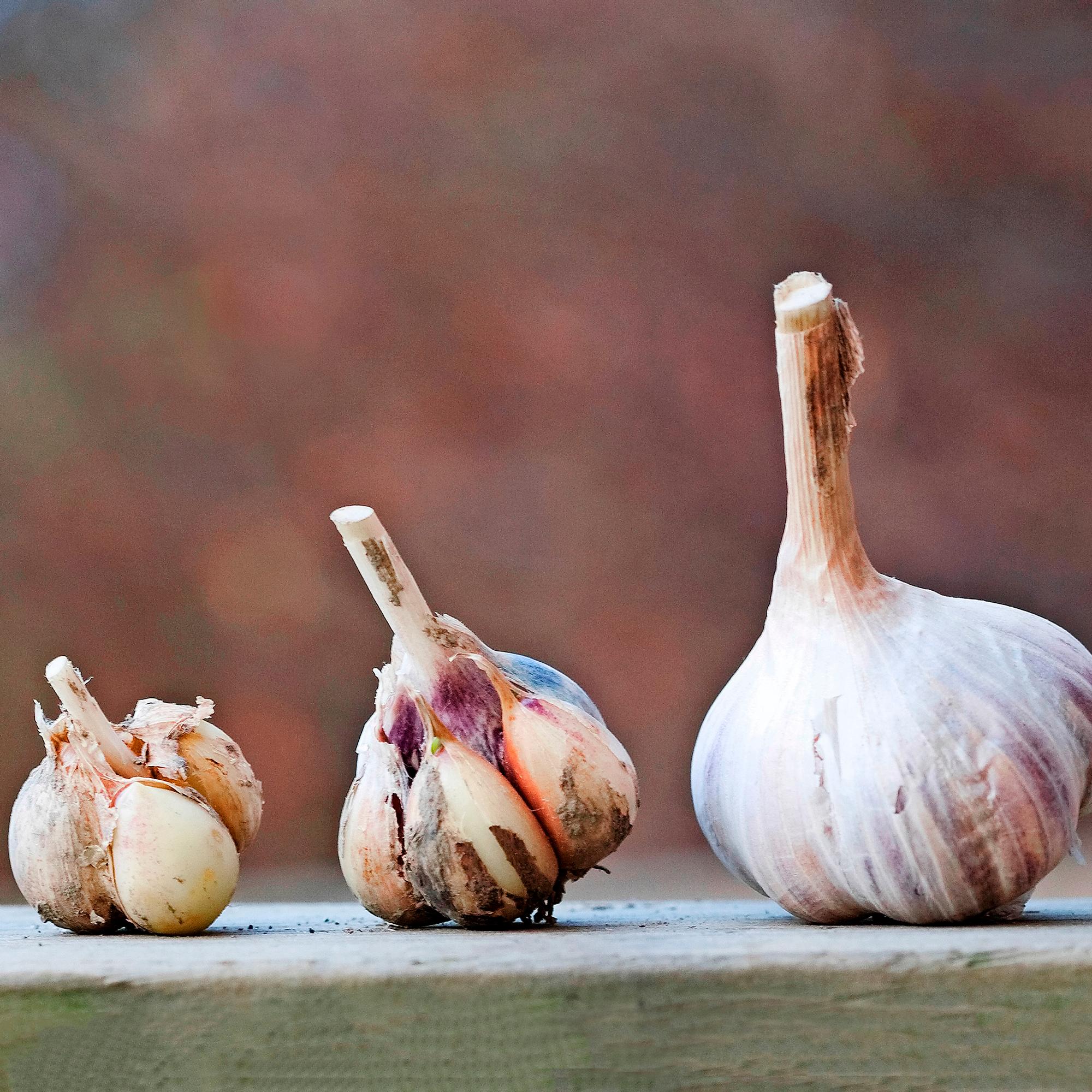 Talvivalkosipuli tuottaa isokyntisen ja aromikkaan sadon – näin onnistuu valkosipulin istutus syksyllä