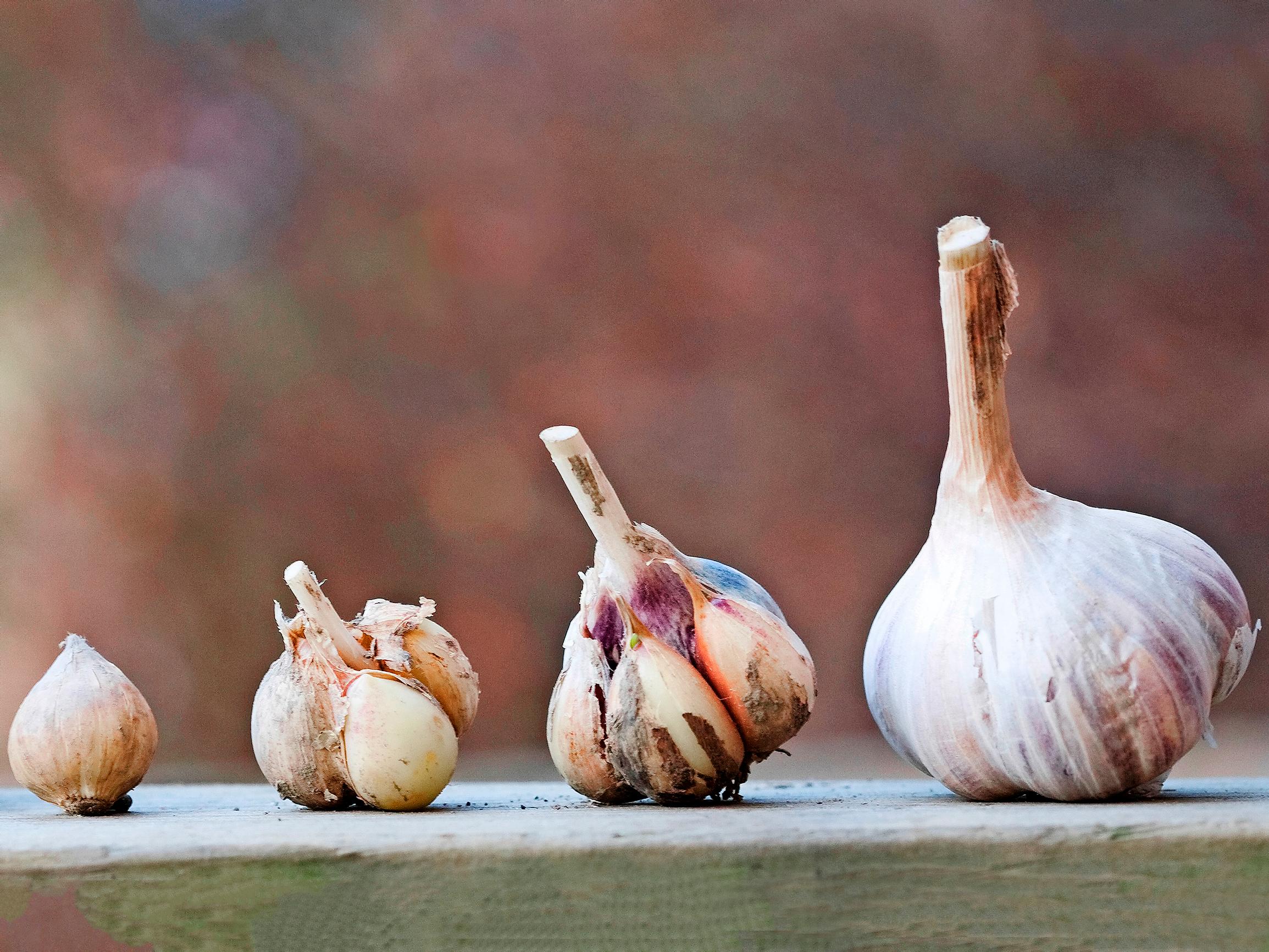 Talvivalkosipuli tuottaa isokyntisen ja aromikkaan sadon – näin onnistuu valkosipulin istutus syksyllä