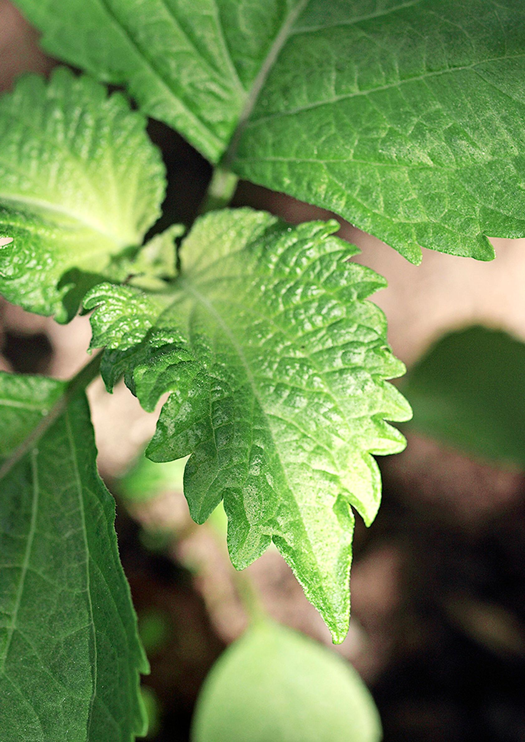 Shiso eli veripeippi