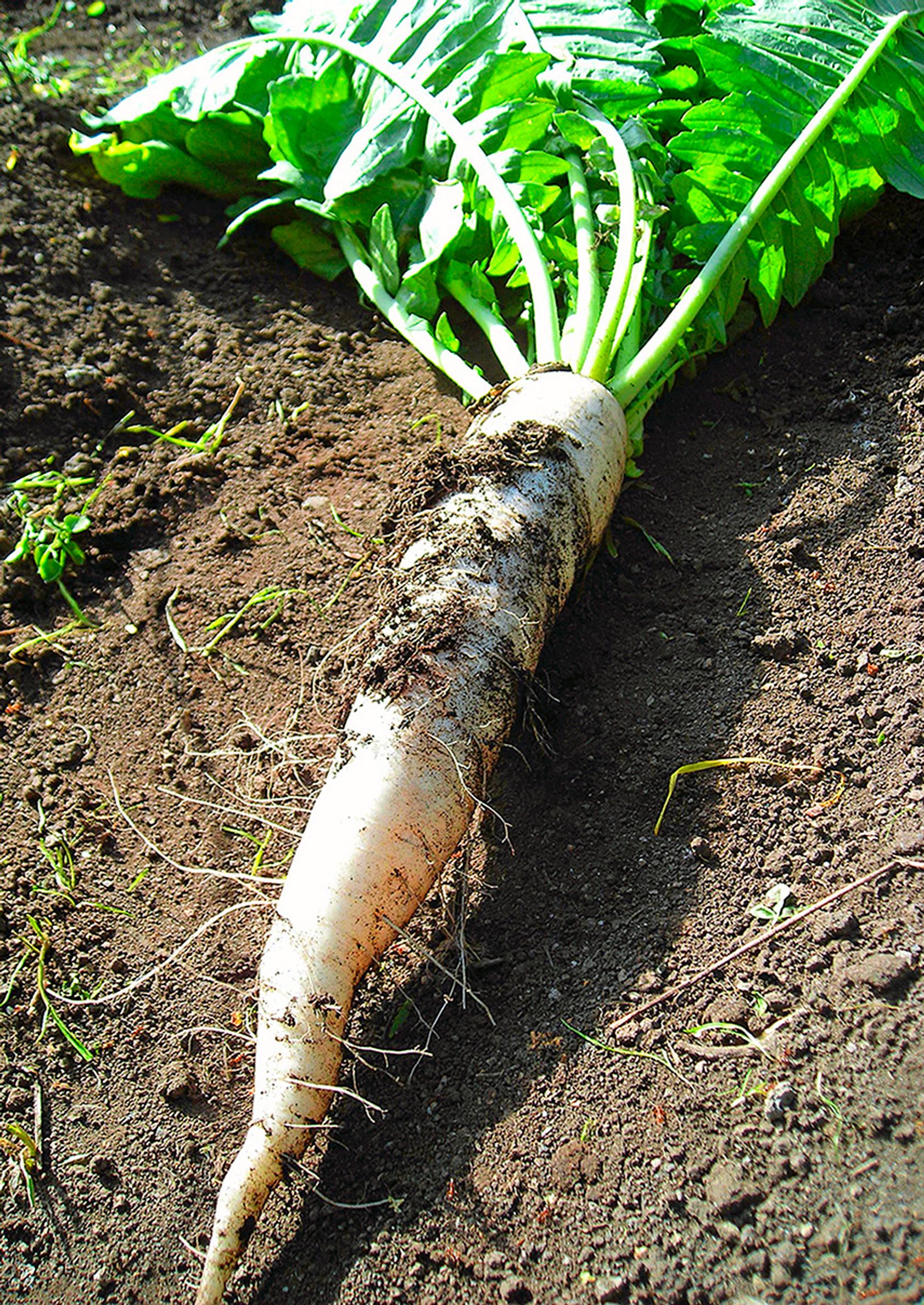 Daikon