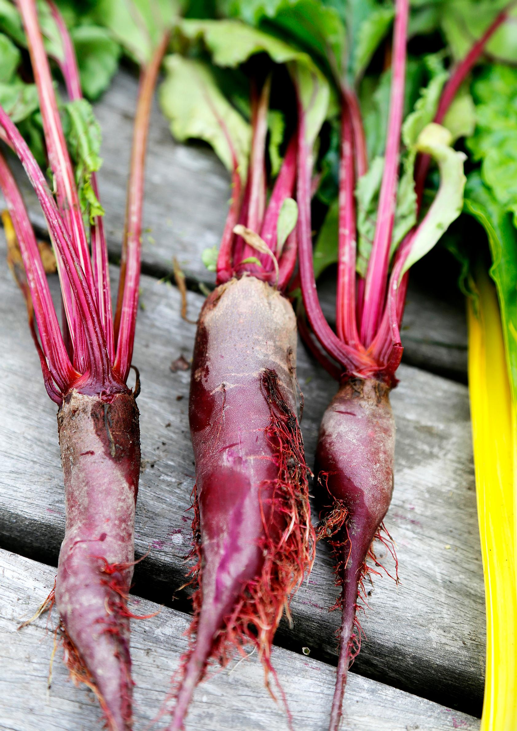 Punajuuri