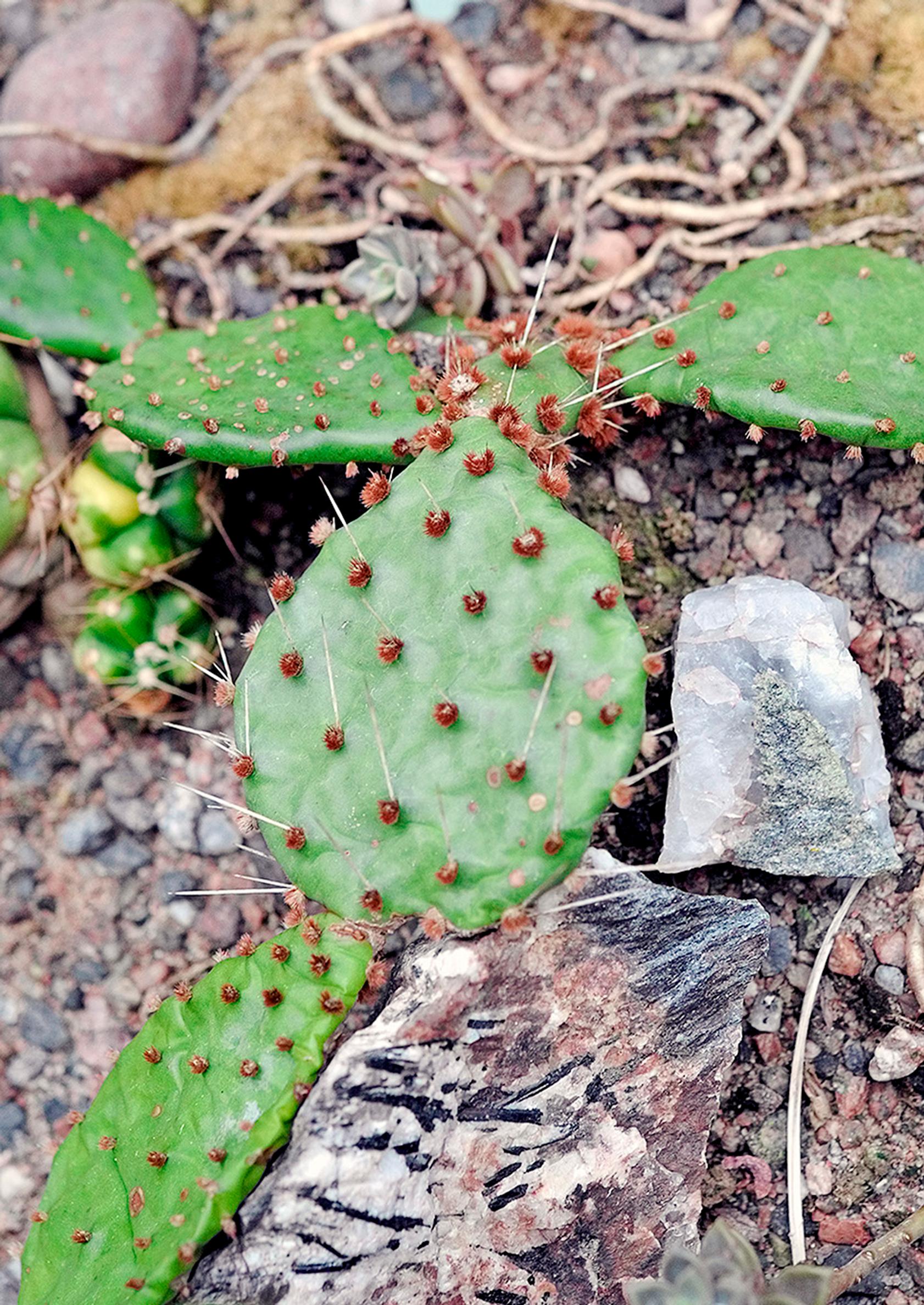 Opuntia