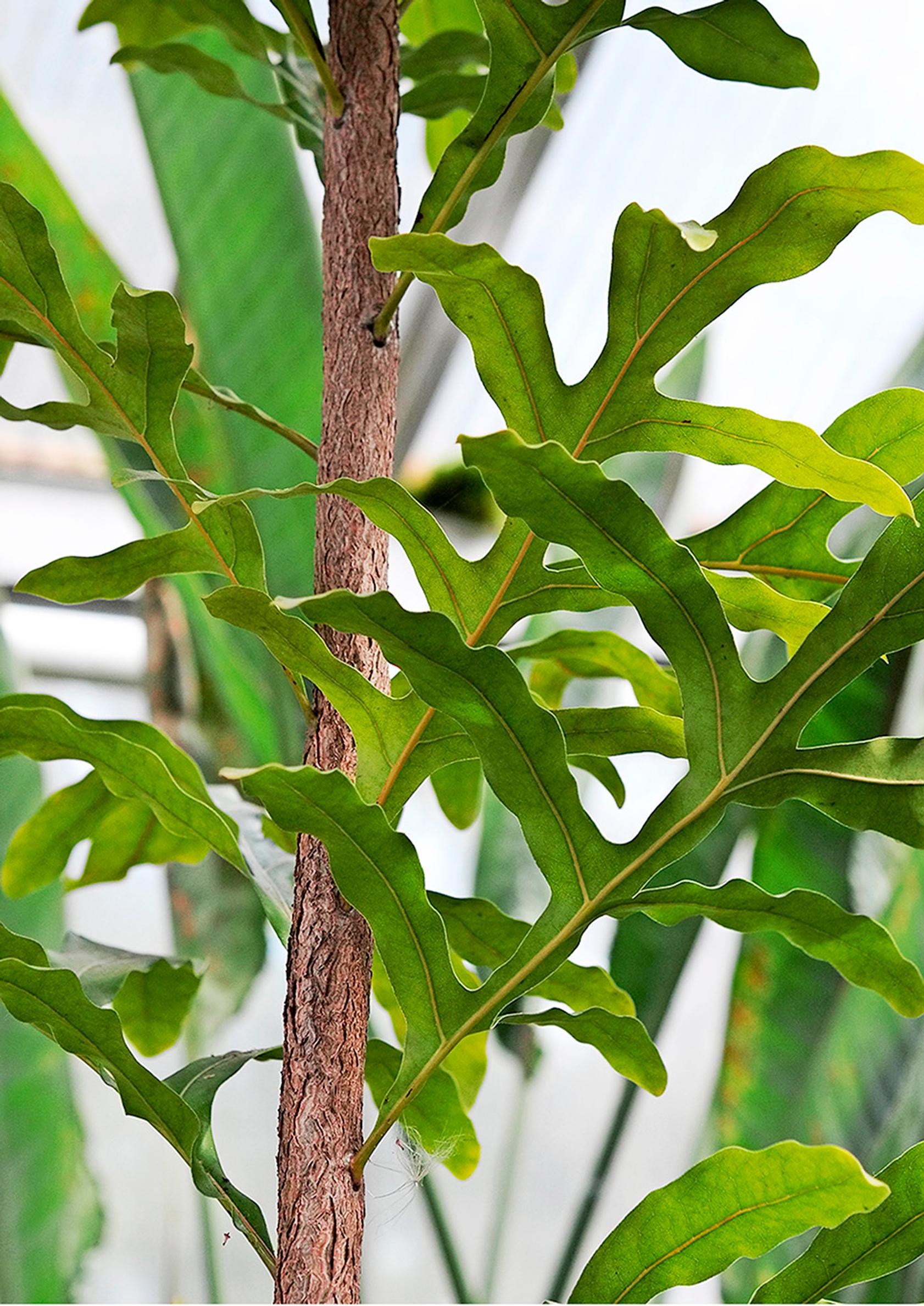 Kengurunkoiso