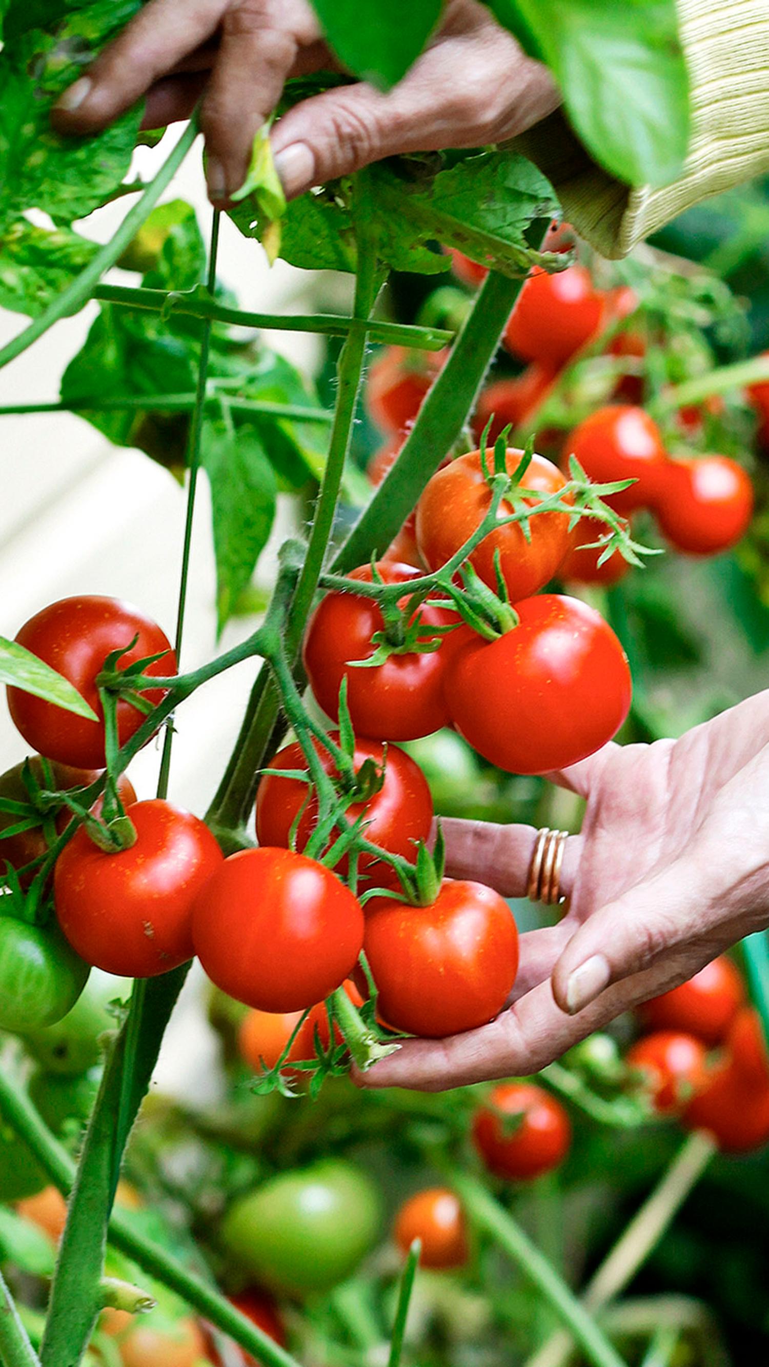 tomaatin istutus multa