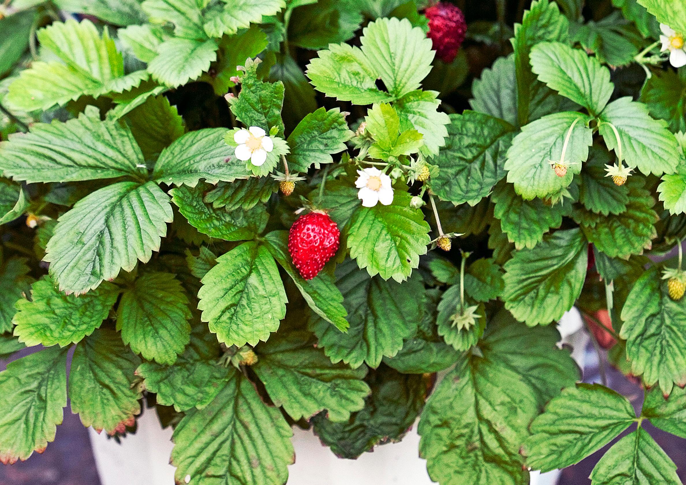 Vinkit mansikan erilaisiin katteisiin