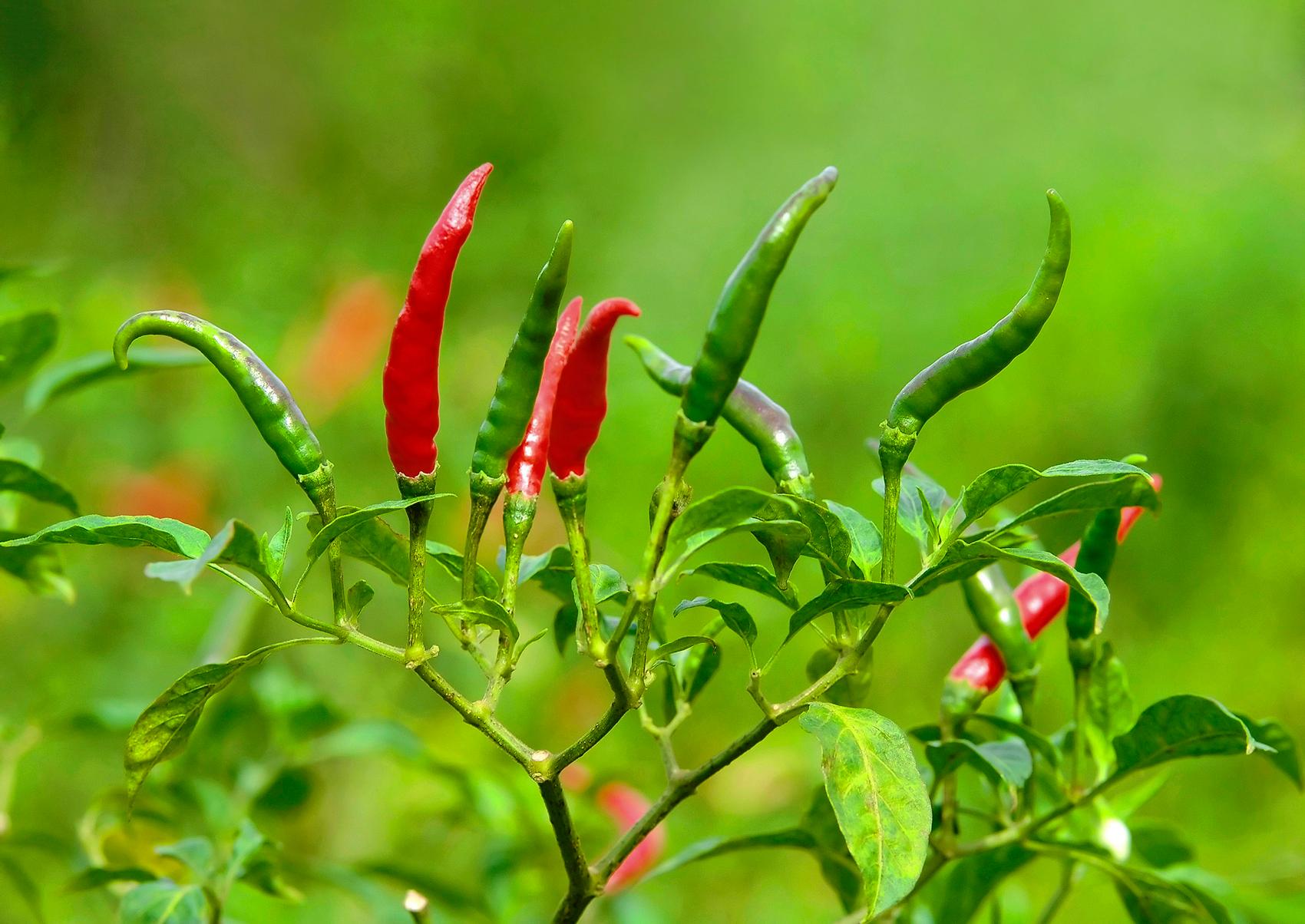 Chilin ja paprikan kasvatus kasvihuoneessa | Meillä kotona