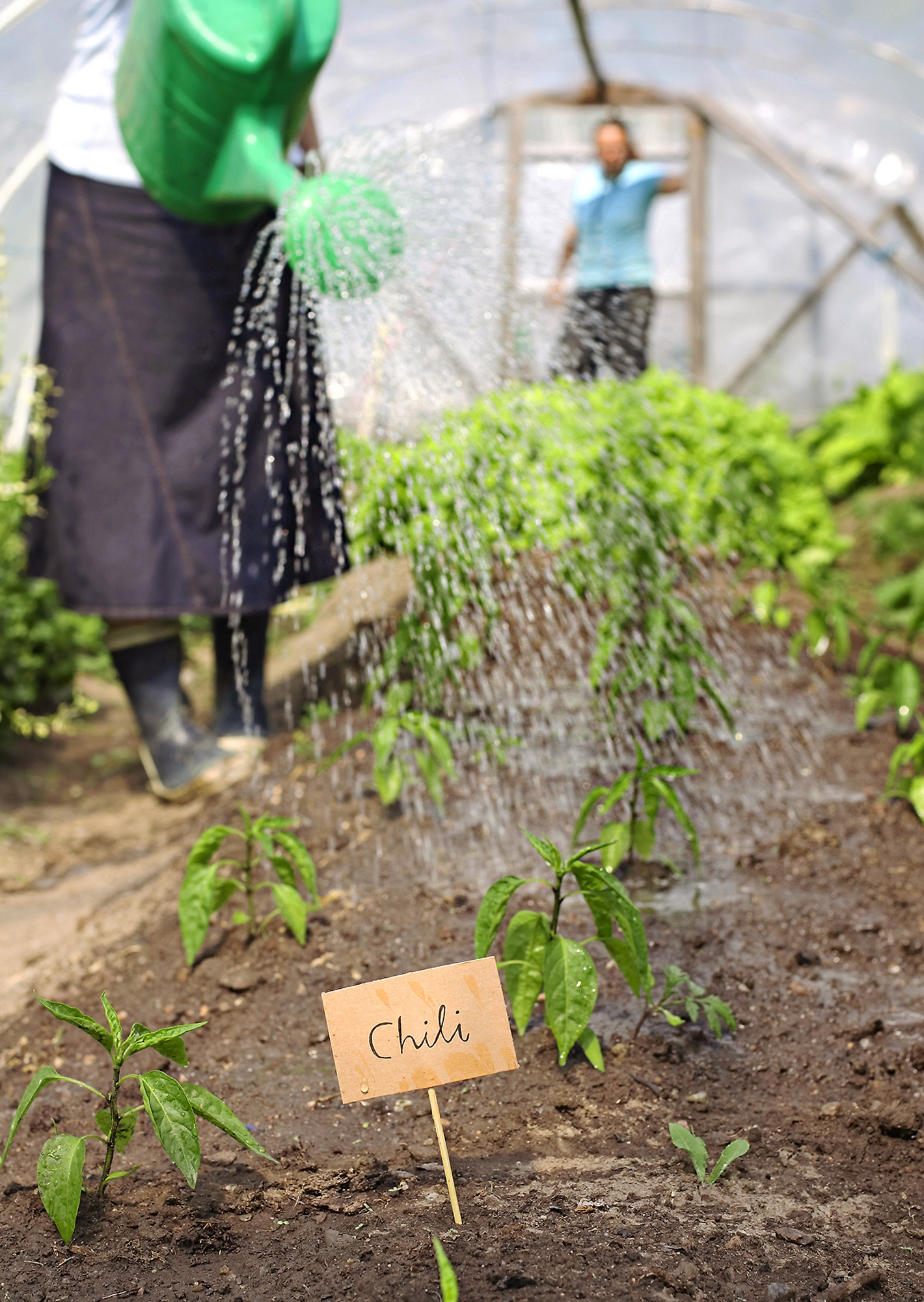 Chilin ja paprikan kasvatus kasvihuoneessa | Meillä kotona