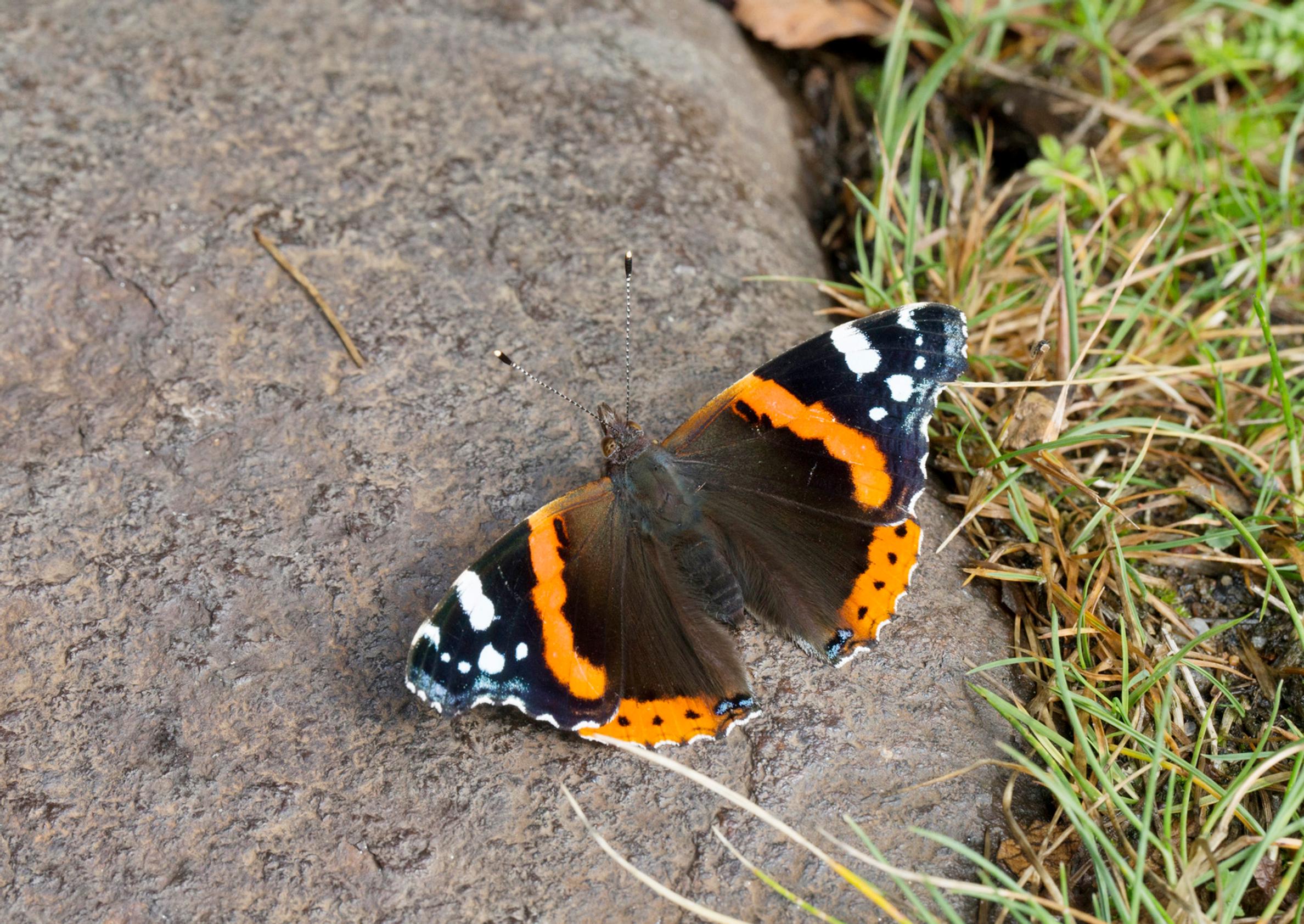 Amiraaliperhonen