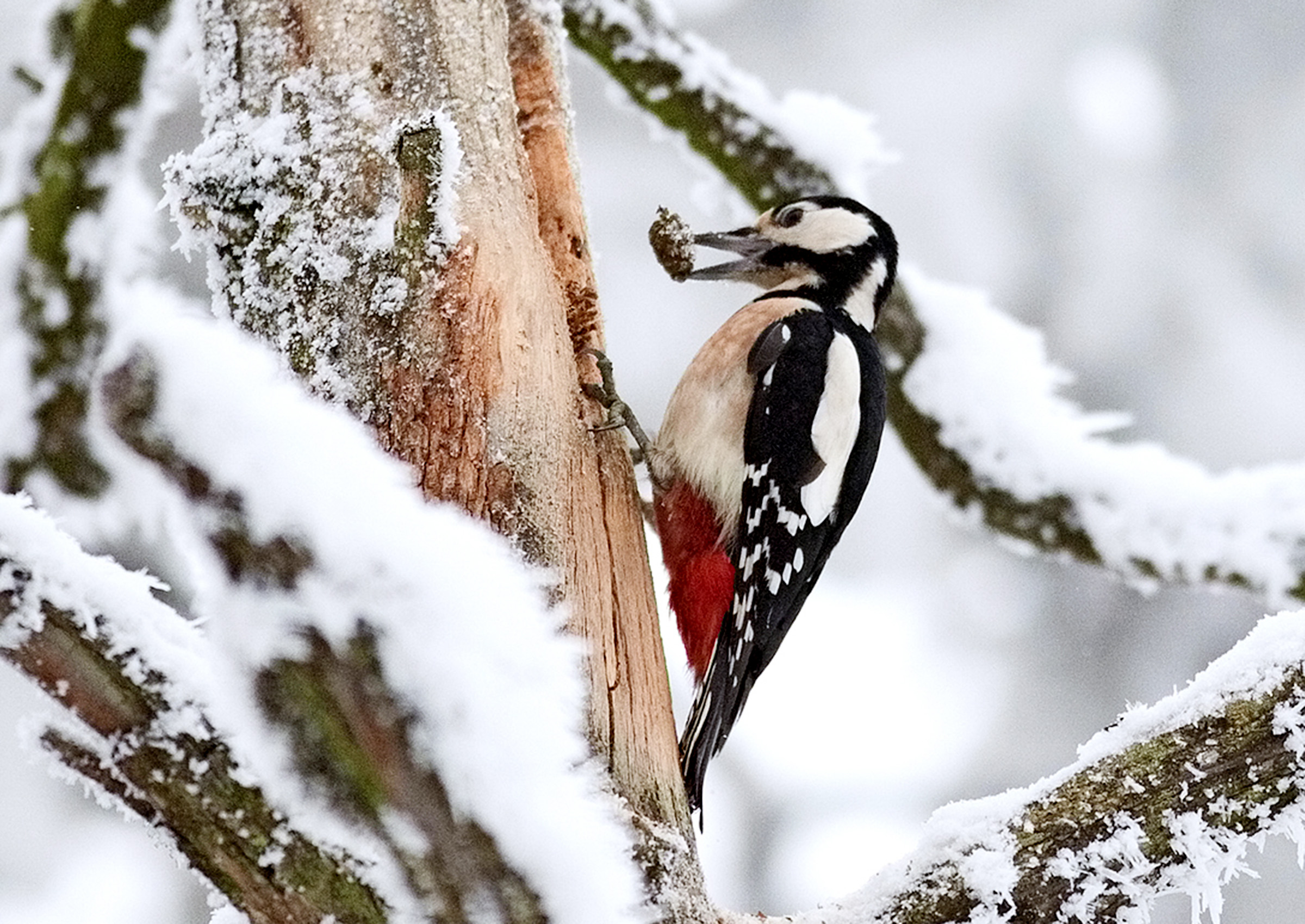 Marokko homo suku puoli video
