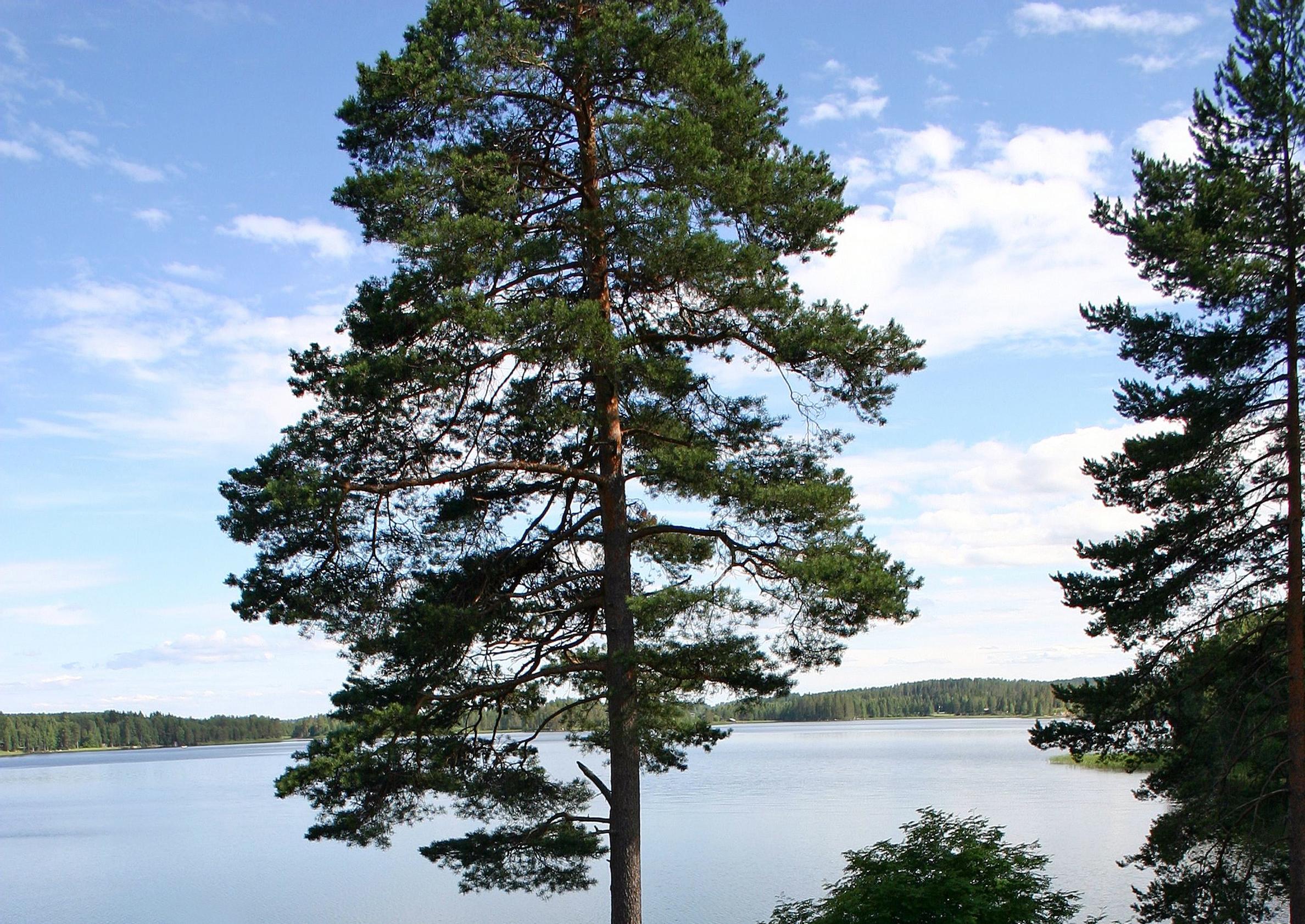 Mänty järvimaisemassa