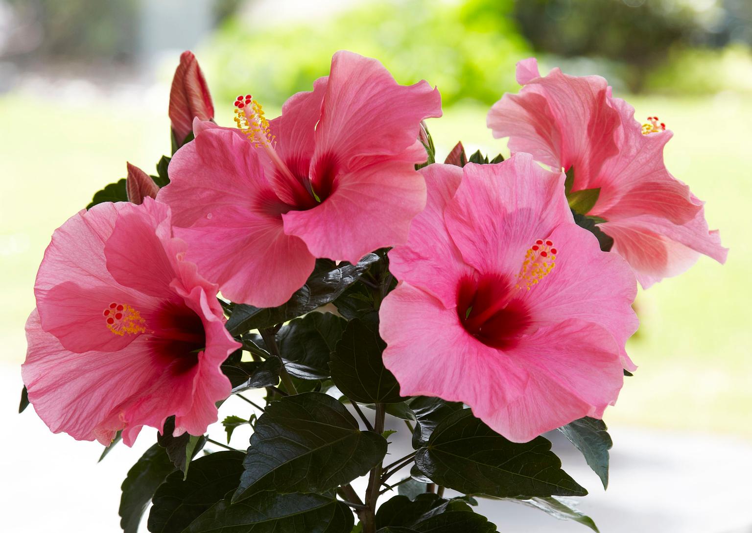 Kiinanruusu hoito ja leikkaus Meillä kotona