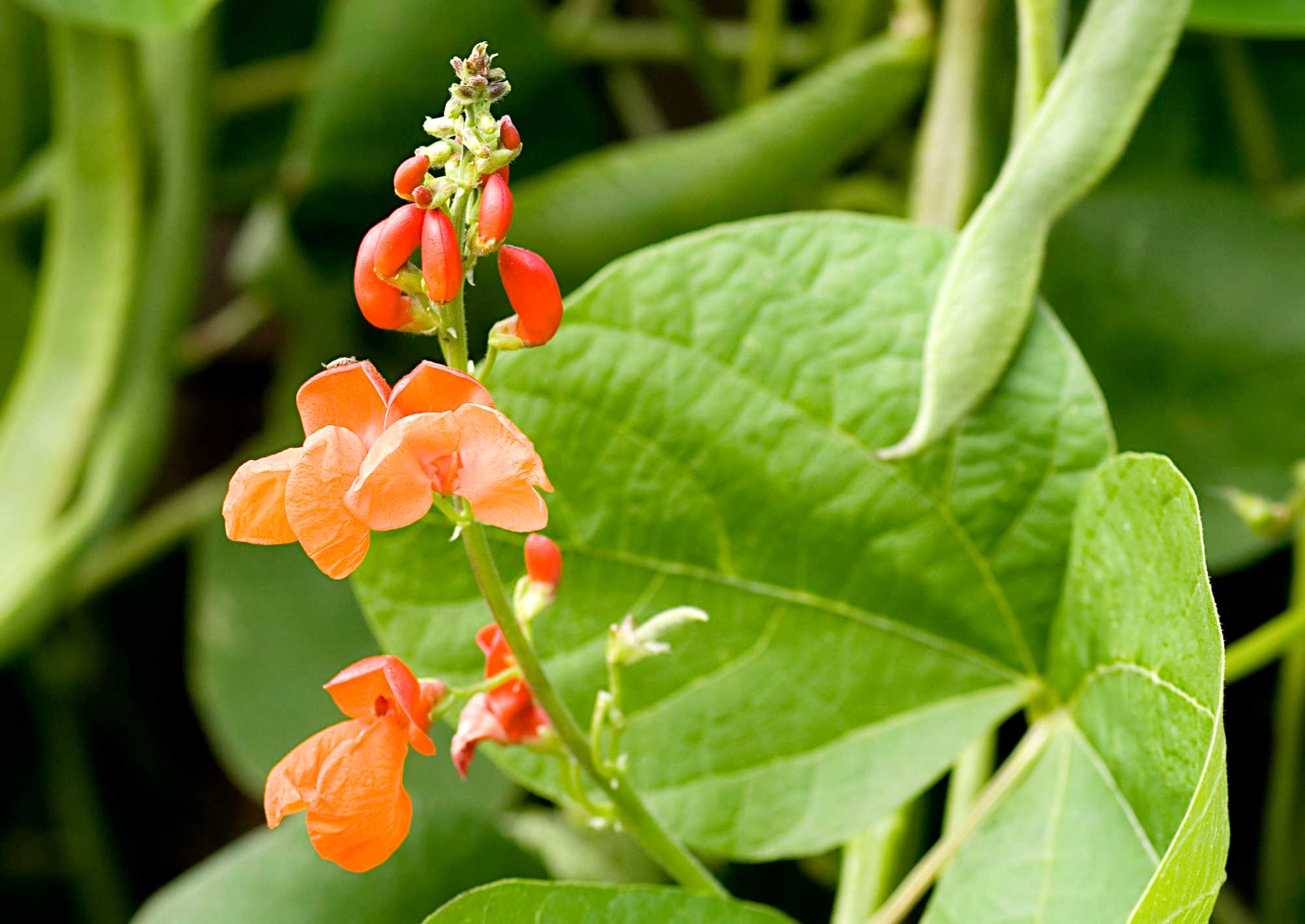 Pensaspapu keittäminen