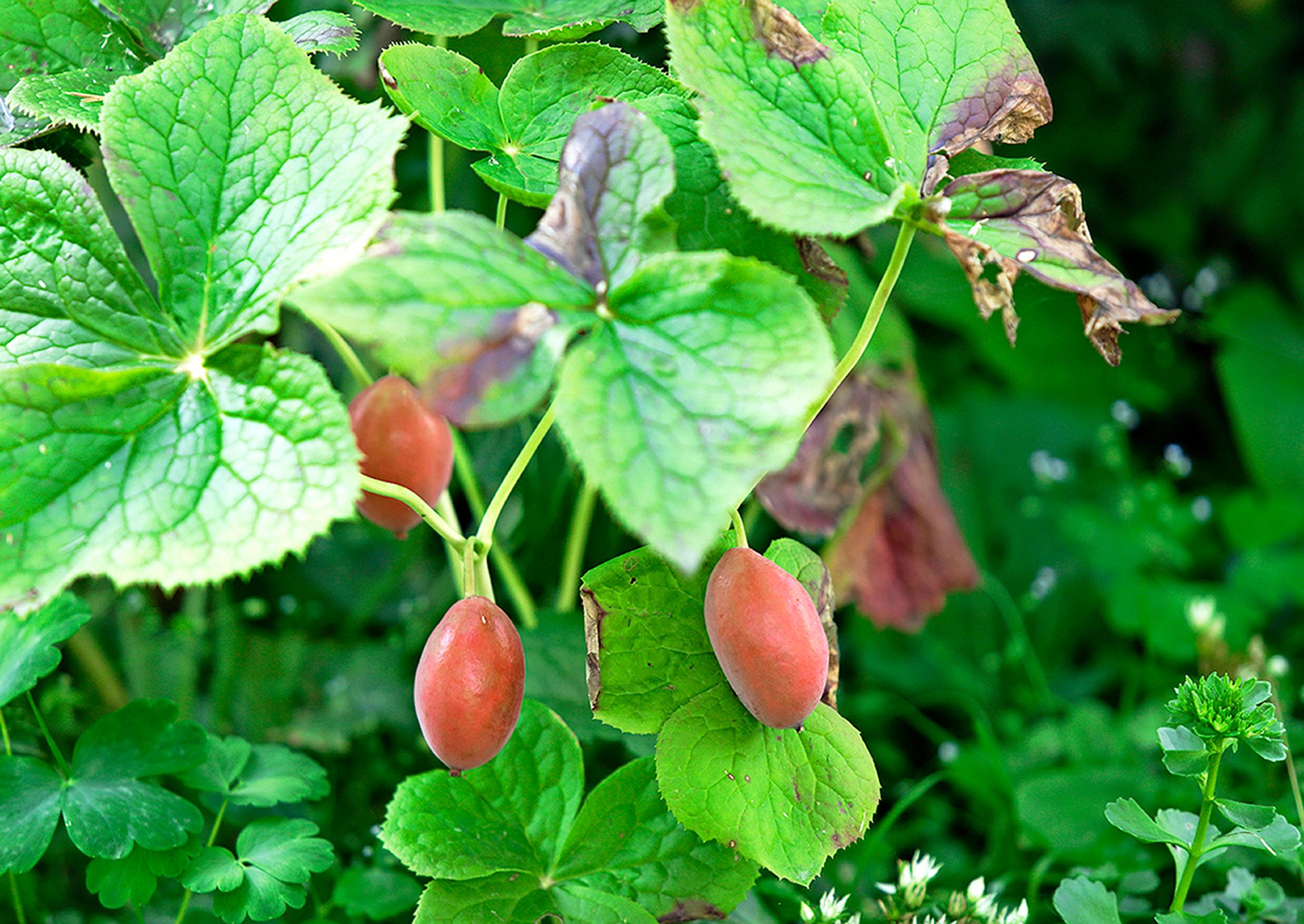 Tutustu harvinaisiin perennoihin