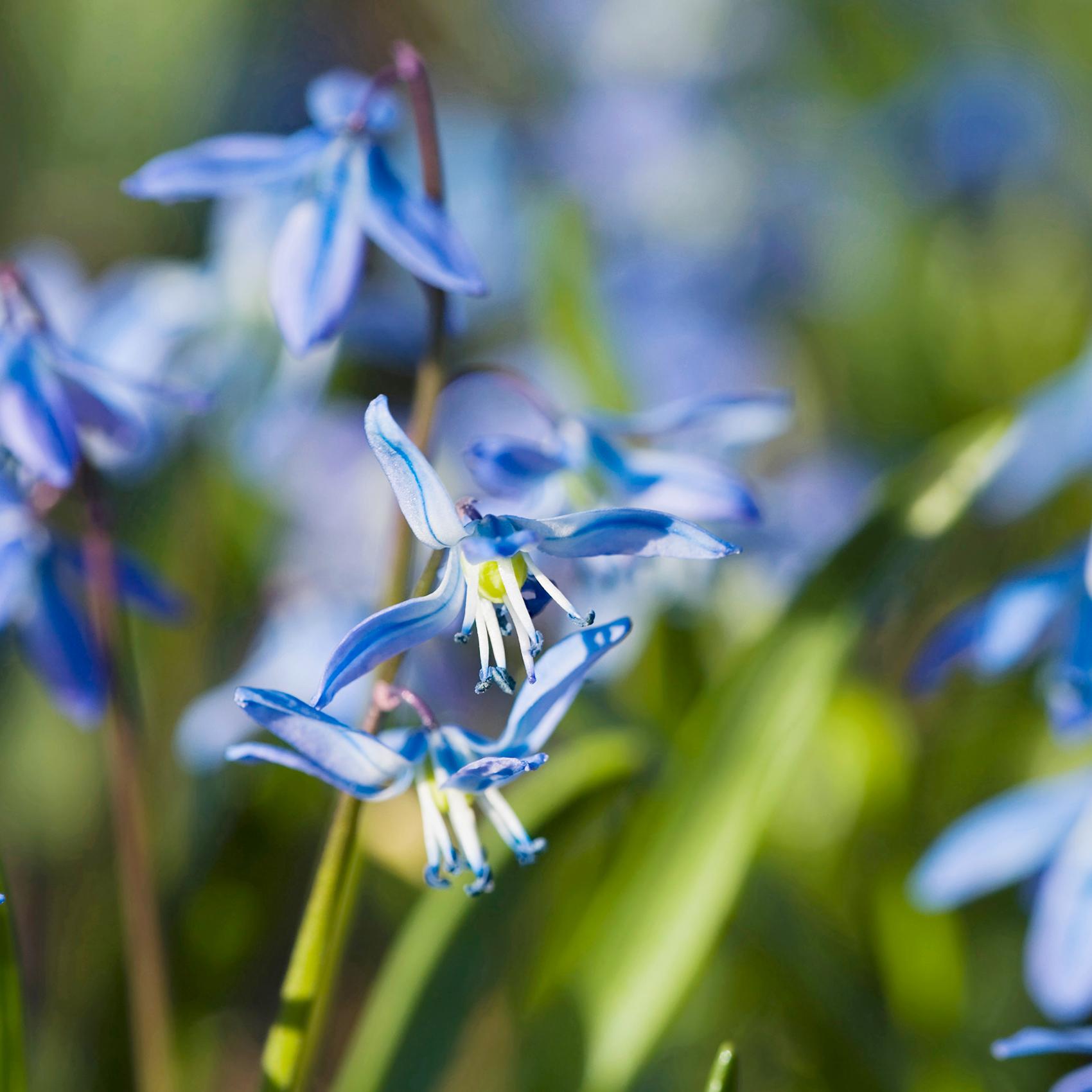 sinivuokon näköinen kukka