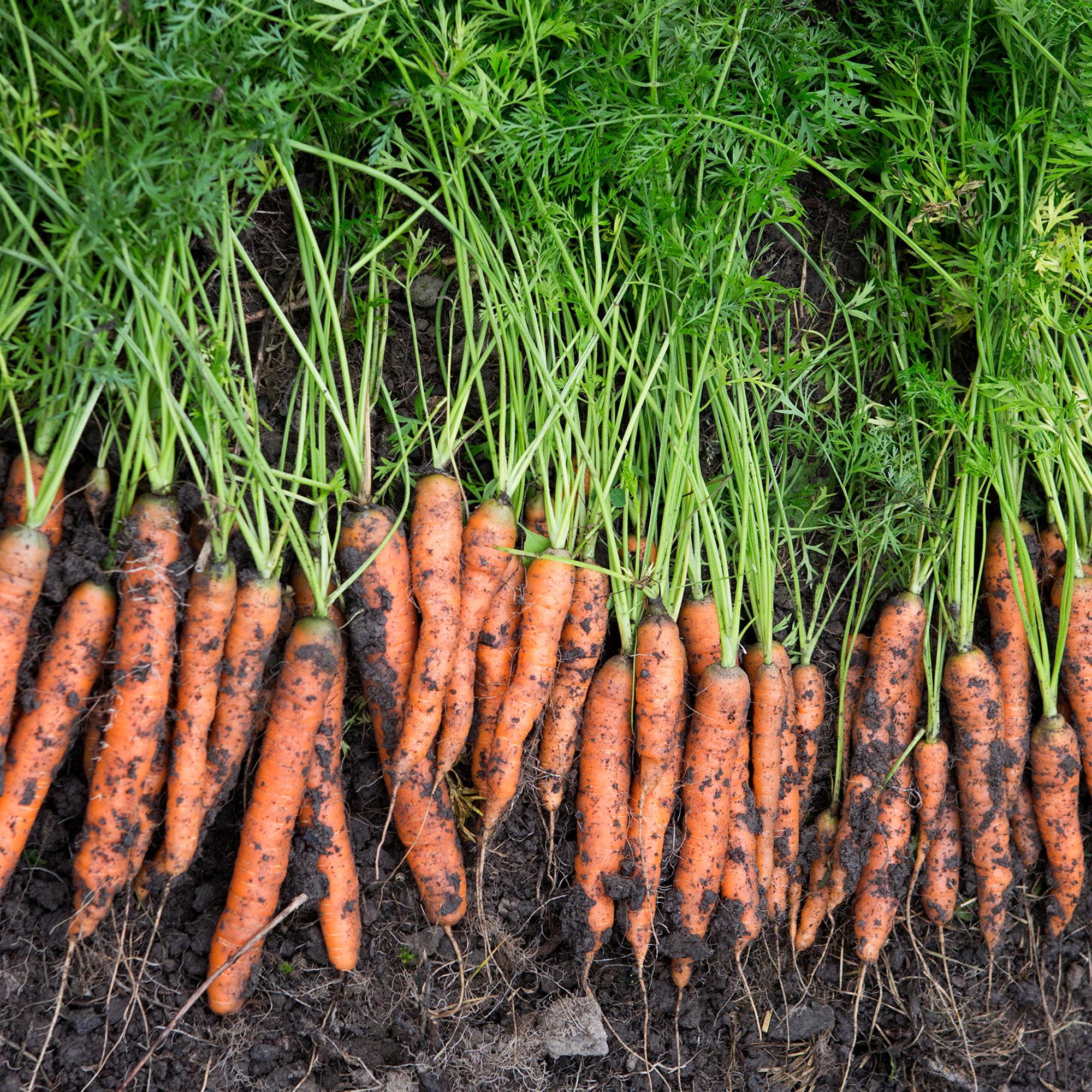 porkkanan harvennus