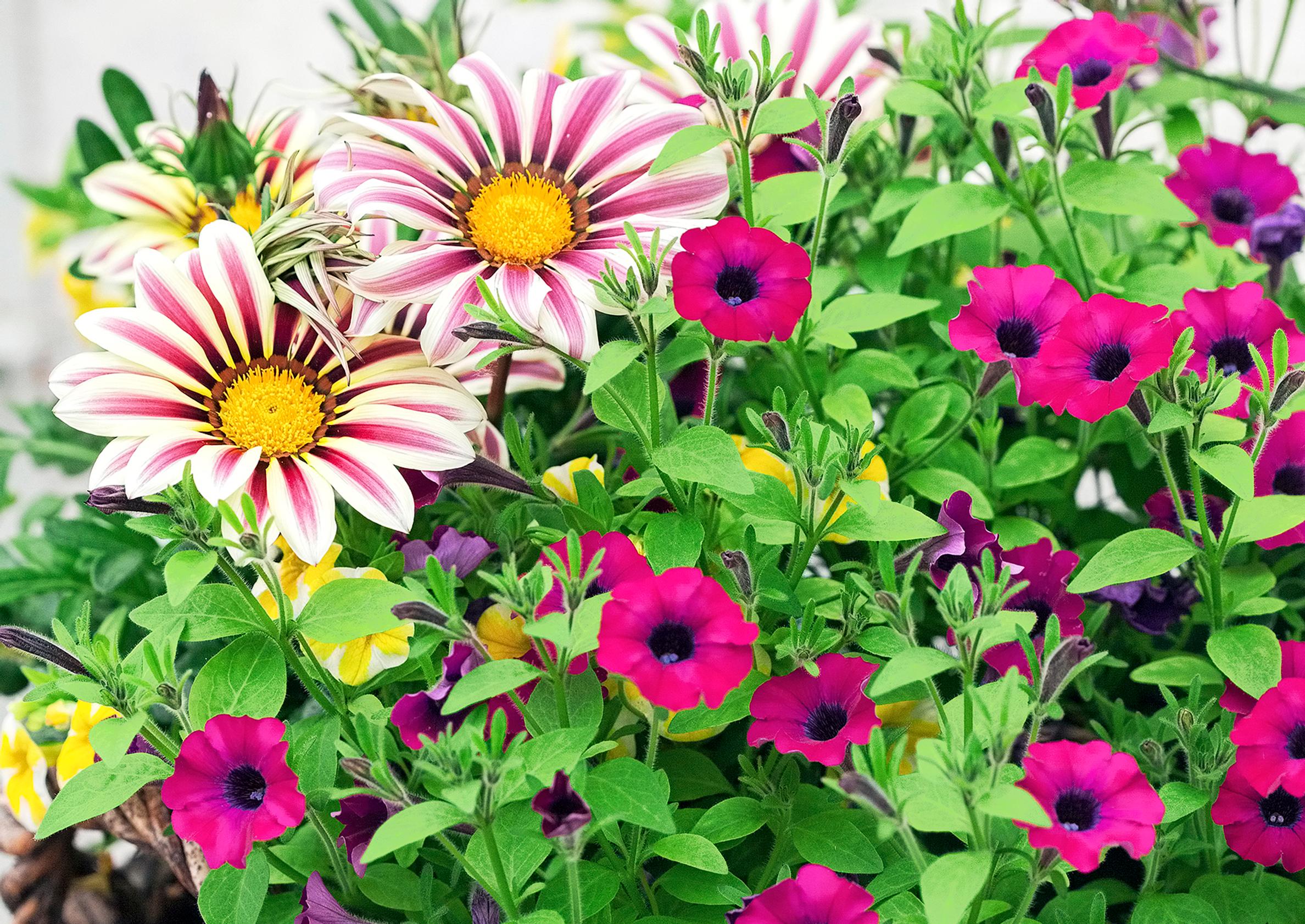 Petunia kukkii oikein hoidettuna koko kesän – varmista kukkaloisto ja kurkkaa hoito-ohjeet!