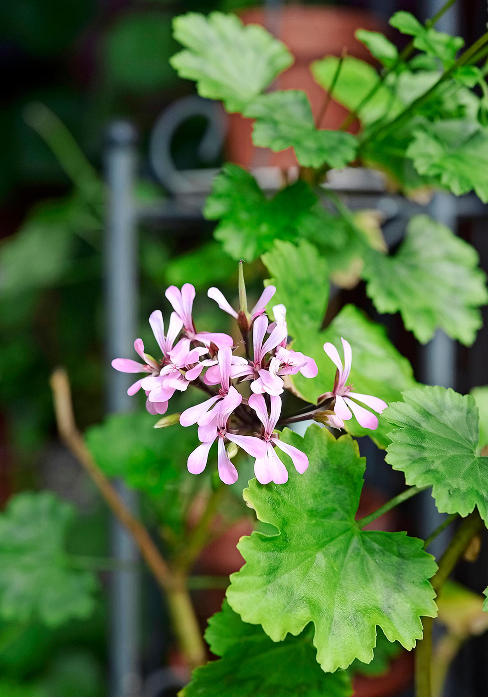 21 × ikisuosittu pelargoni – tutustu lajikkeisiin! | Viherpiha