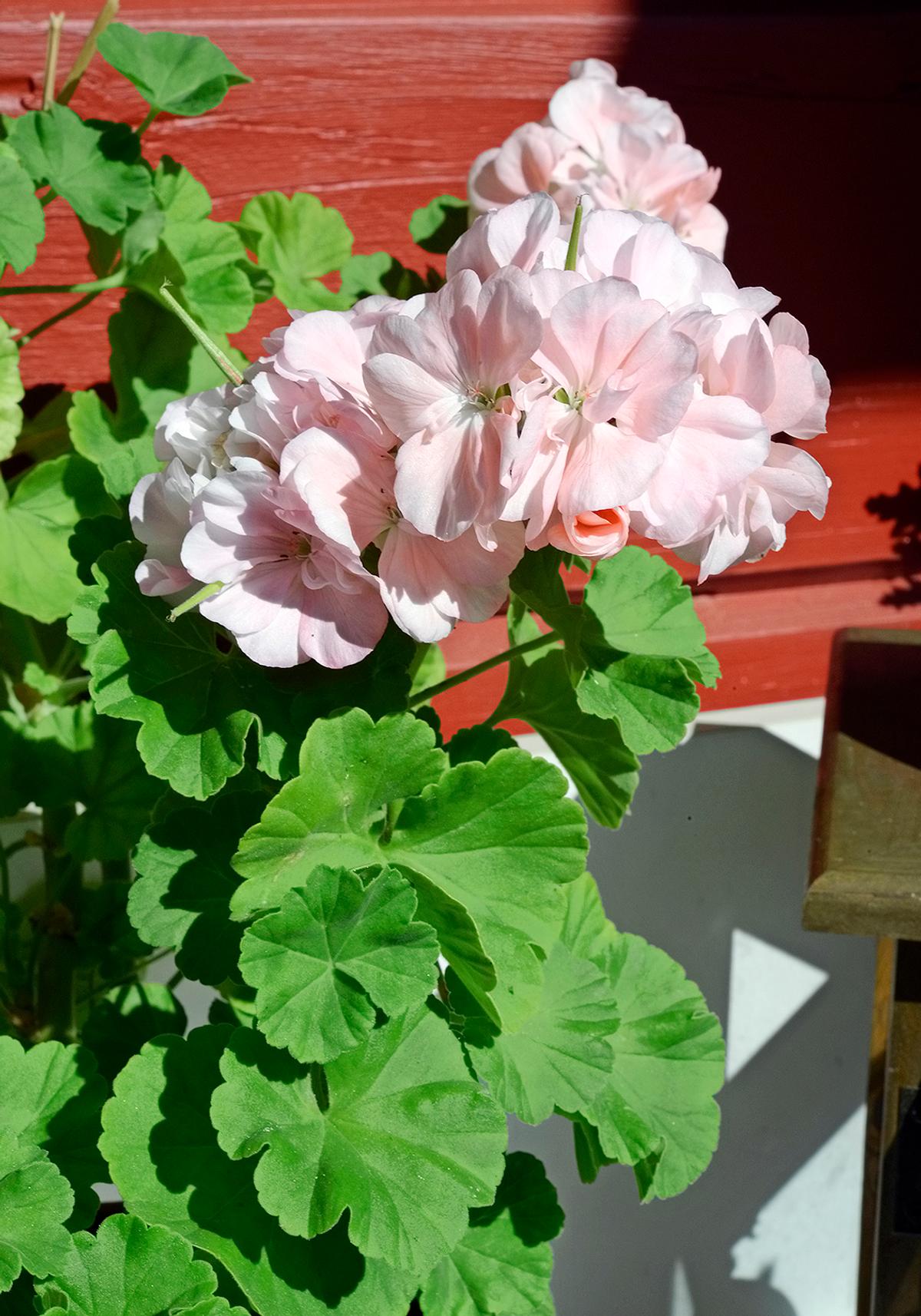 21 × ikisuosittu pelargoni – tutustu lajikkeisiin! | Viherpiha