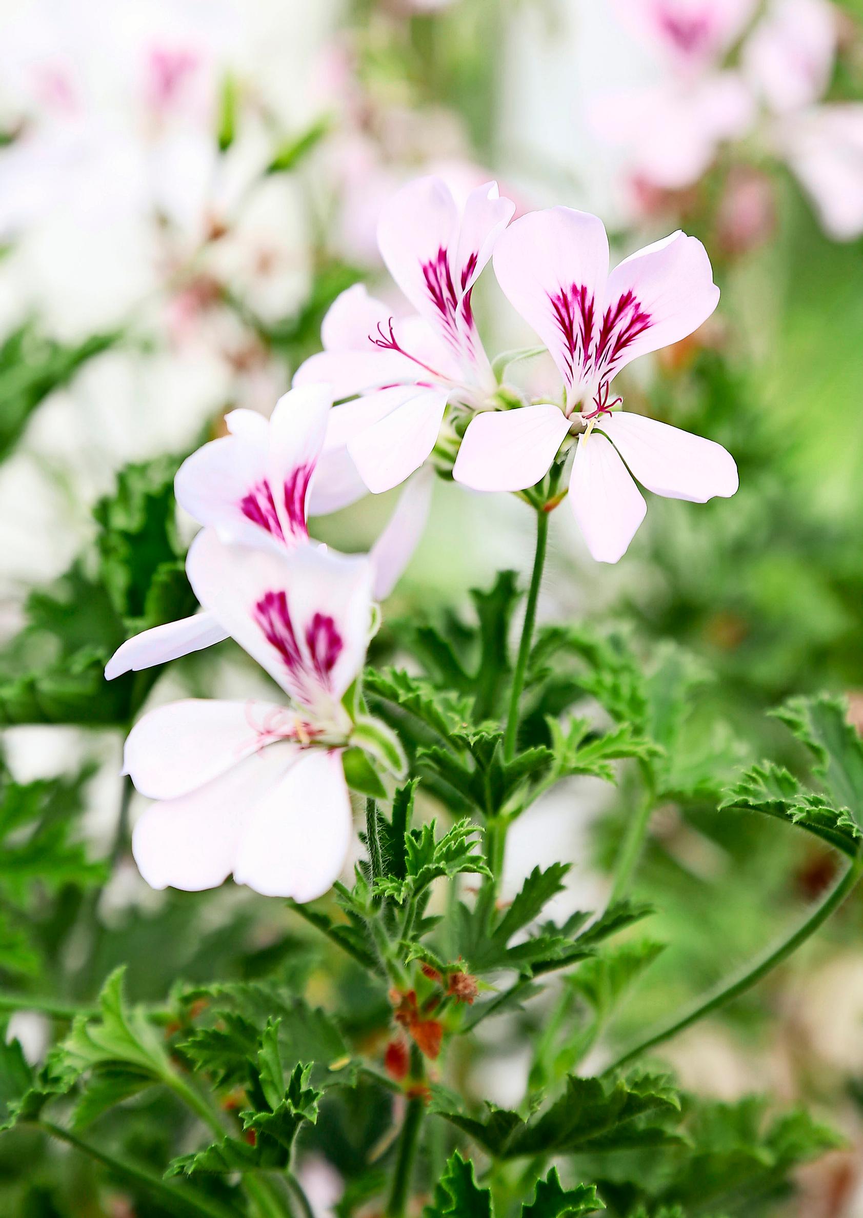 21 × ikisuosittu pelargoni – tutustu lajikkeisiin! | Viherpiha