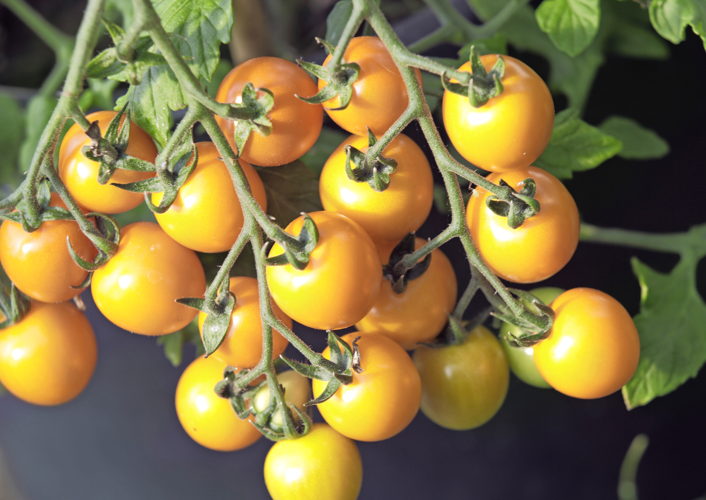 Tomaatin yleisimmät taudit ja ongelmat | Meillä kotona