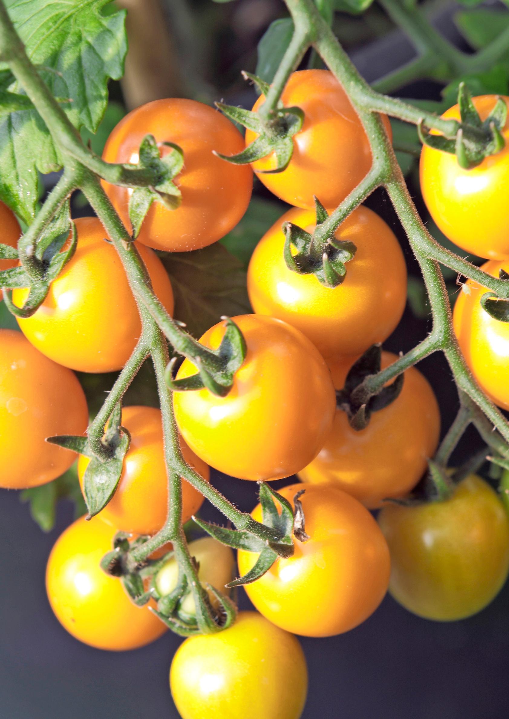 'Sungold'-tomaatti
