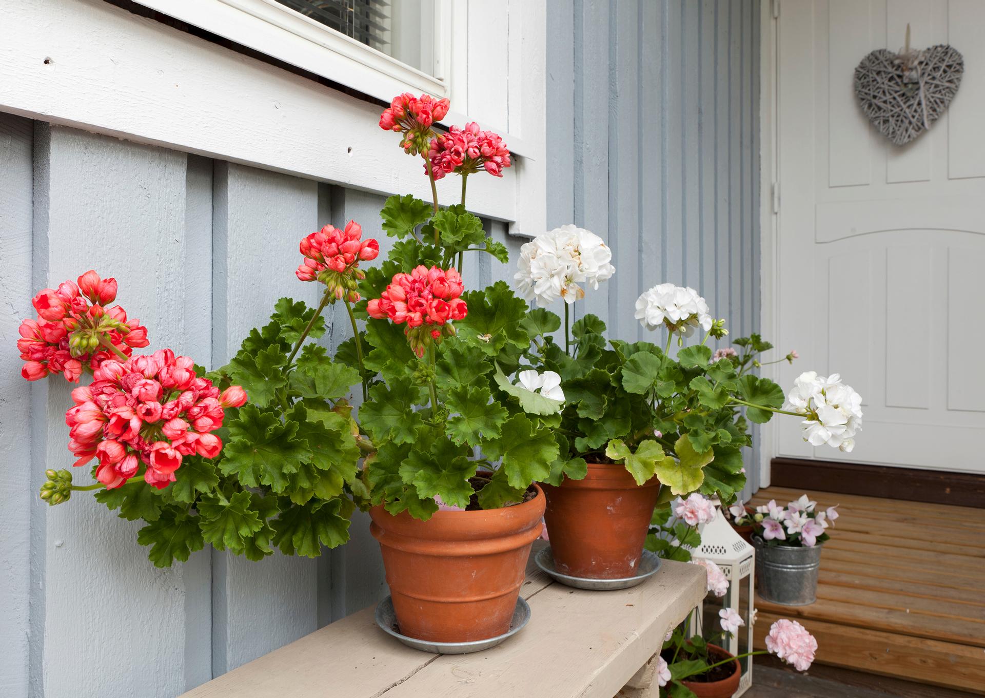 Näin elvytät pelargonian talven jälkeen | Kotona