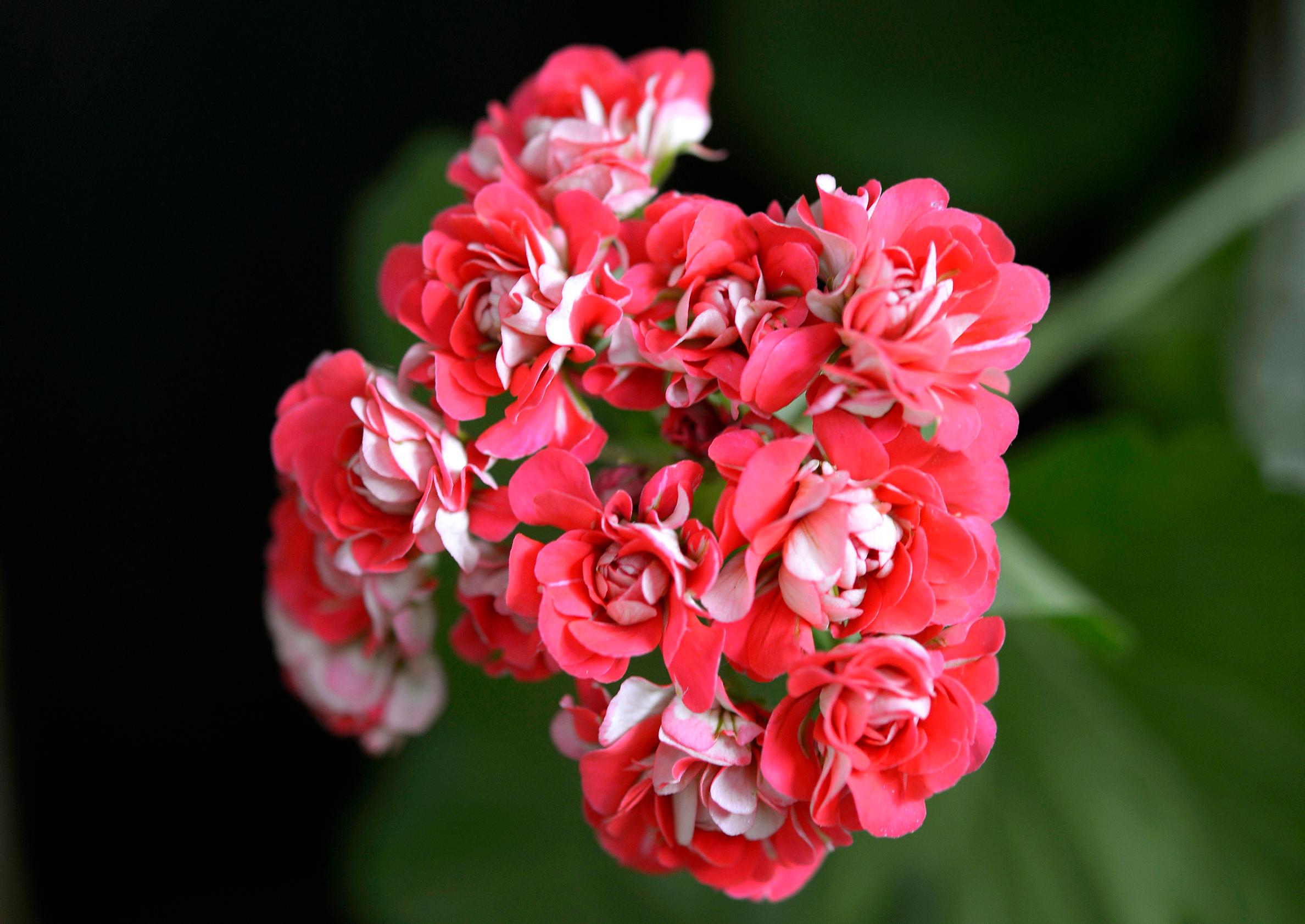 Pelargonin talvehtiminen