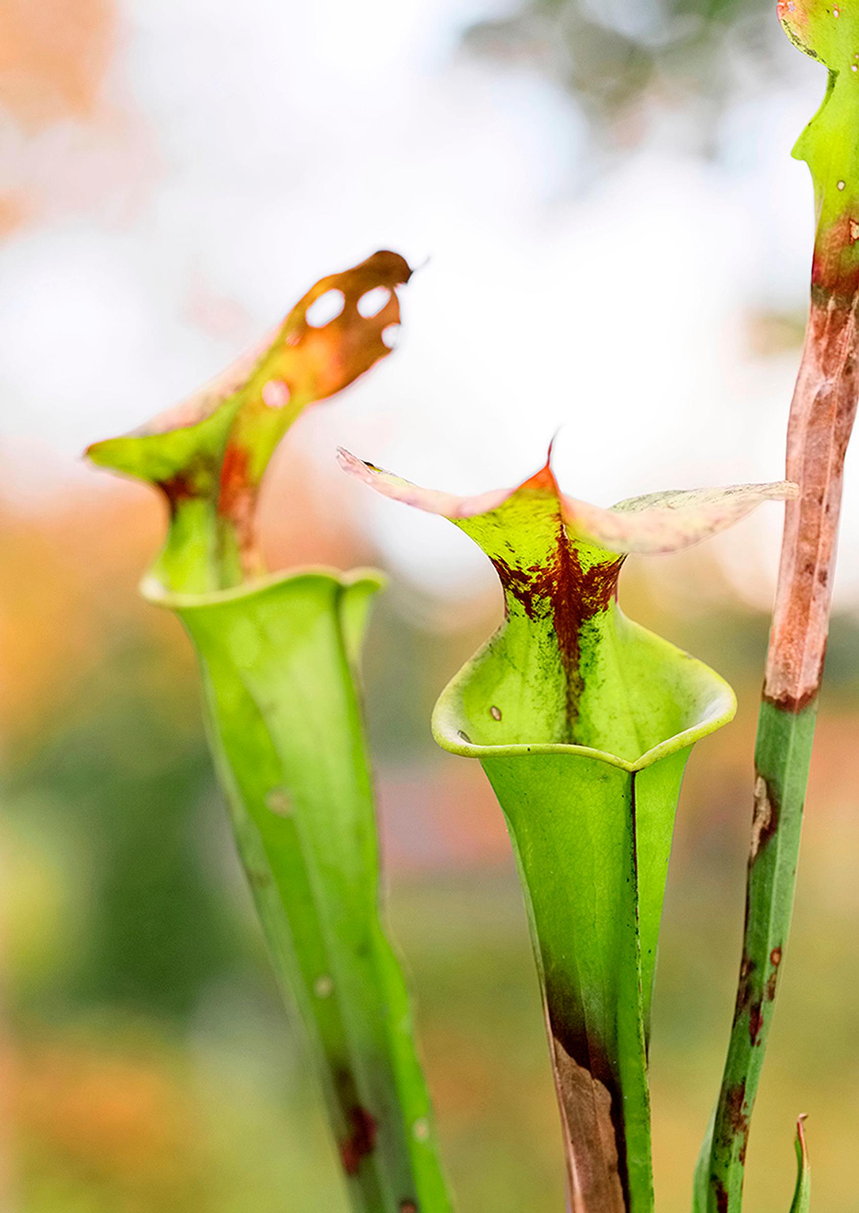 Keltatötterö, Sarracenia flava