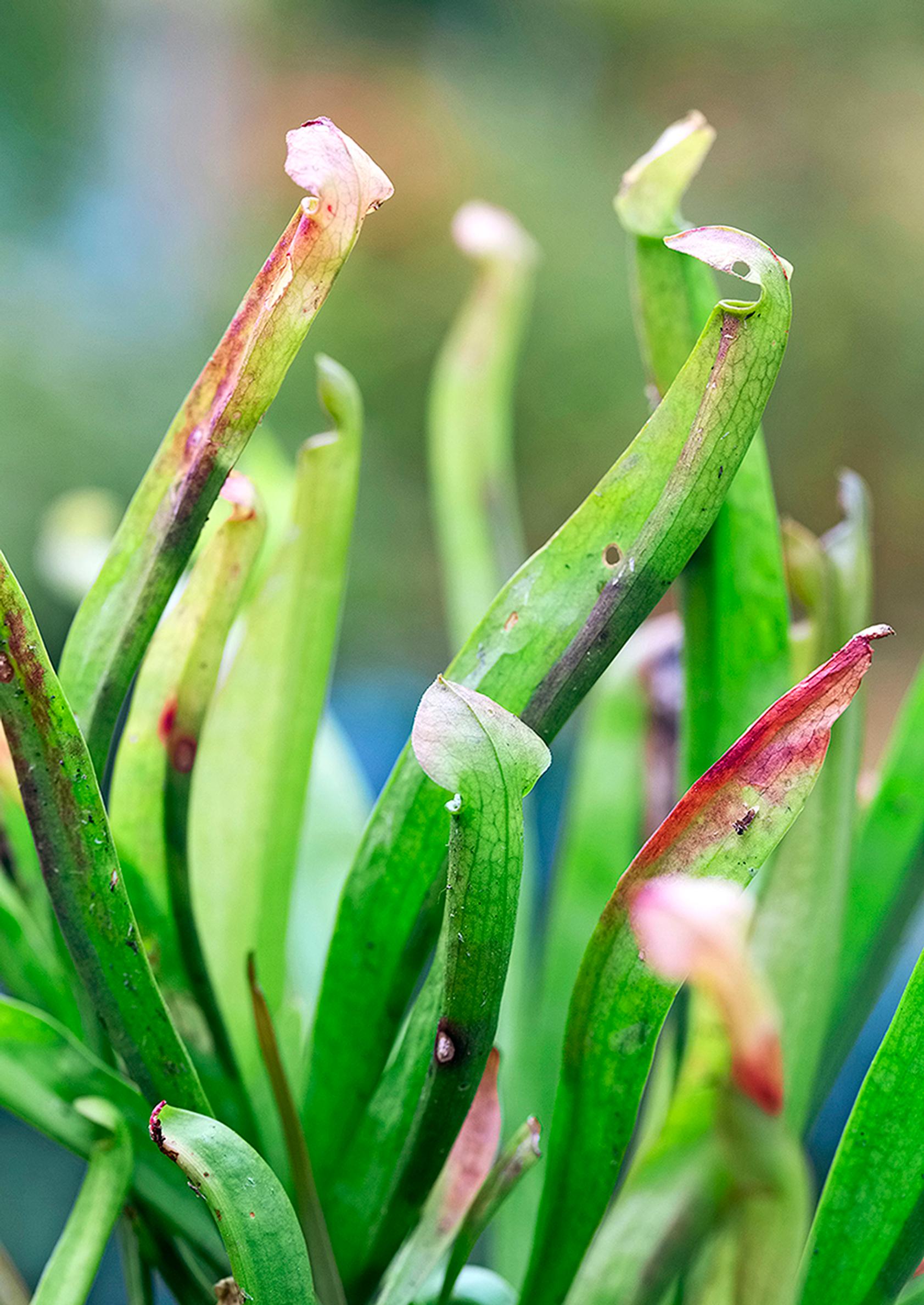 Punatötterö, Sarracenia rubra