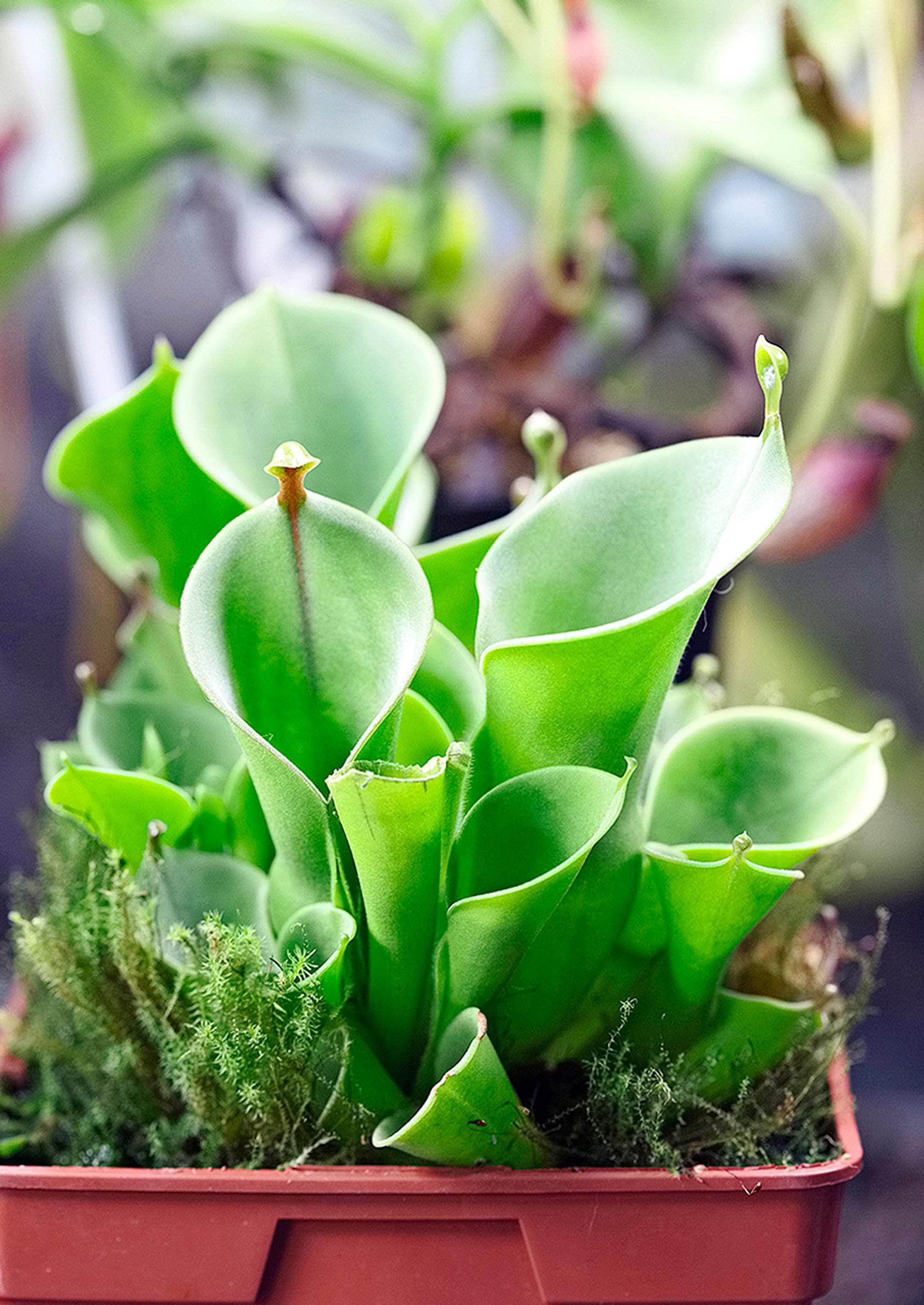 Aurinkokannu, Heliamphora heterodoxa x minor