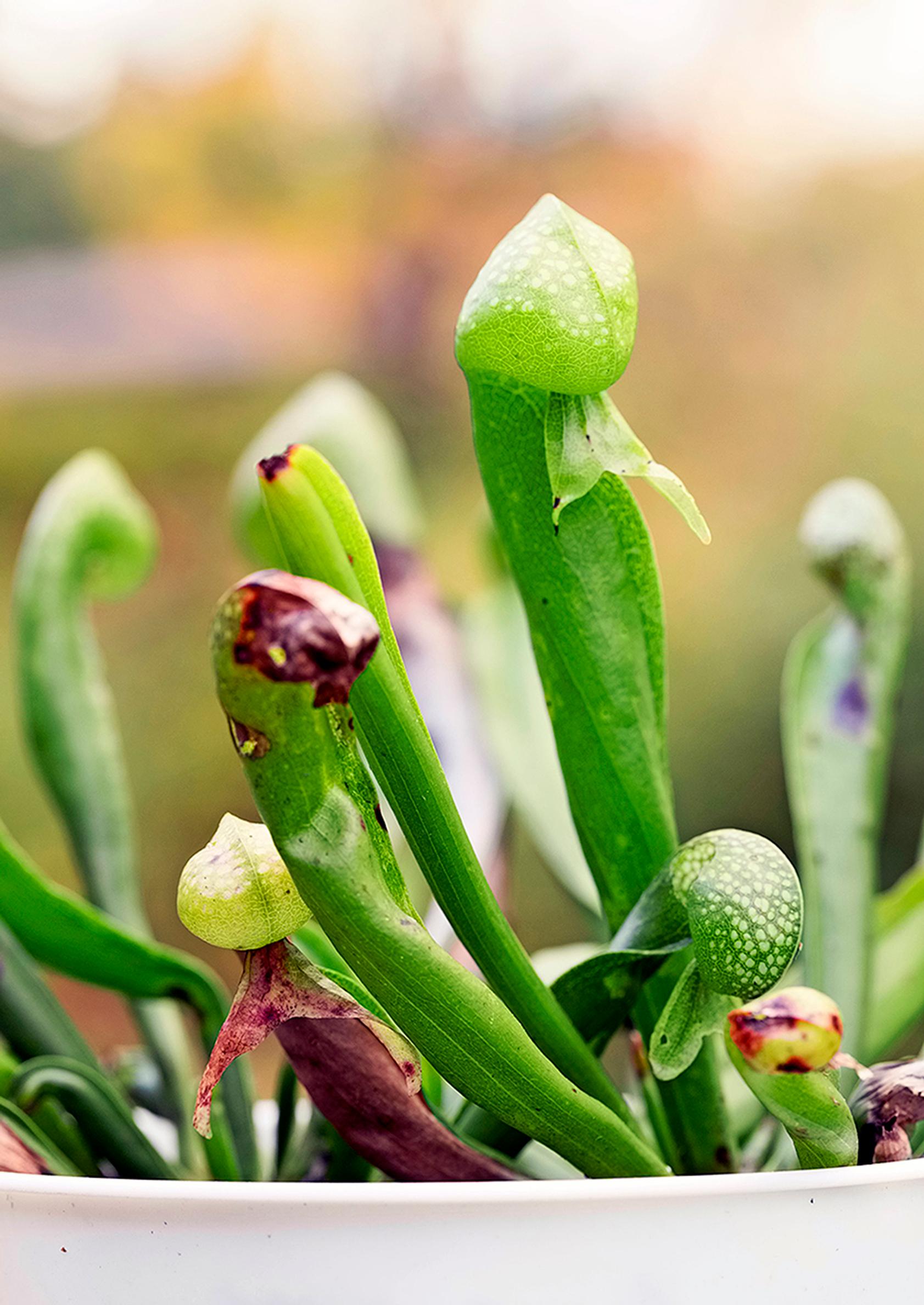 Kaliforniantötterö, Darlingtonia californica