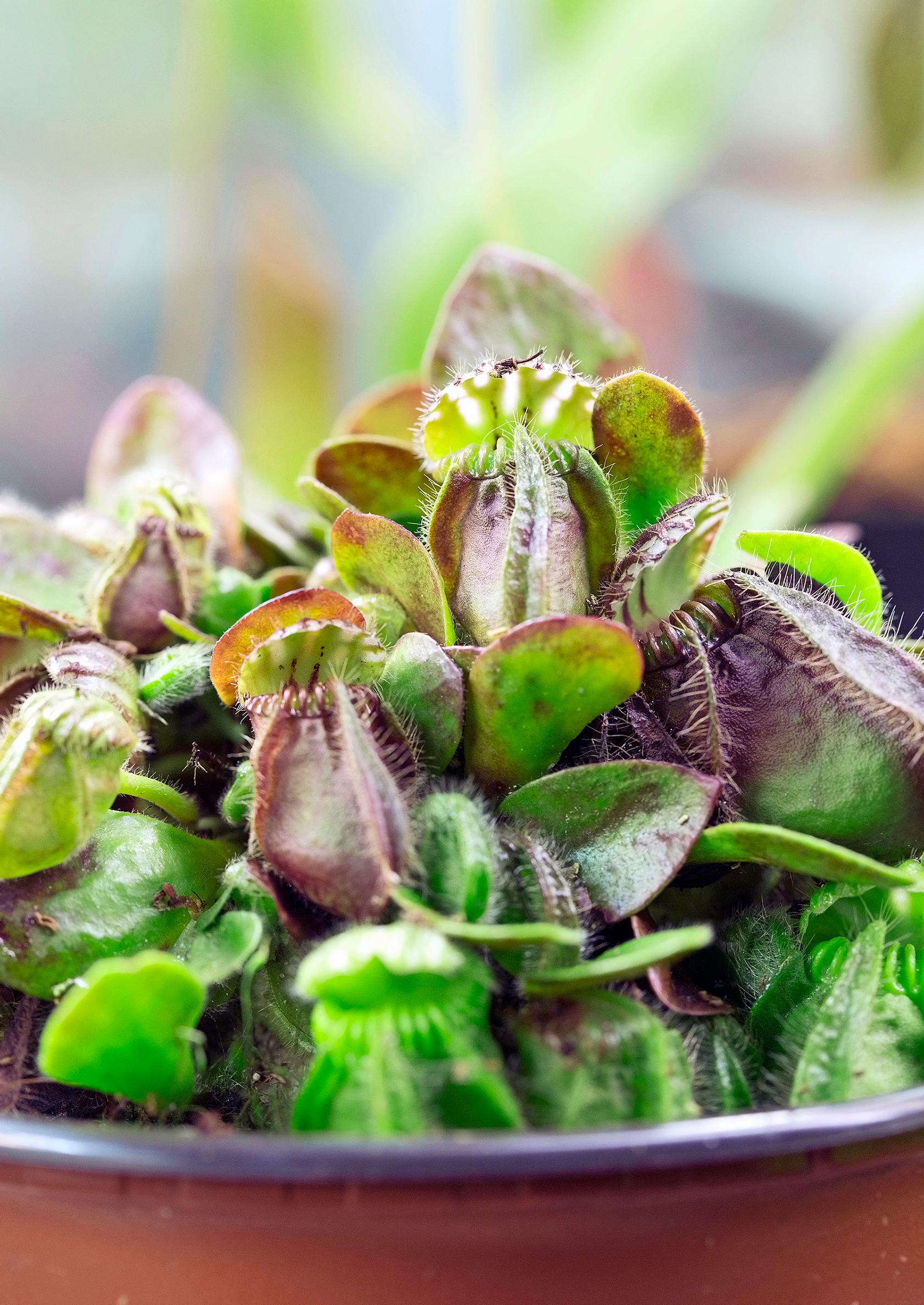 Kääpiökannu, Cephalotus follicularis