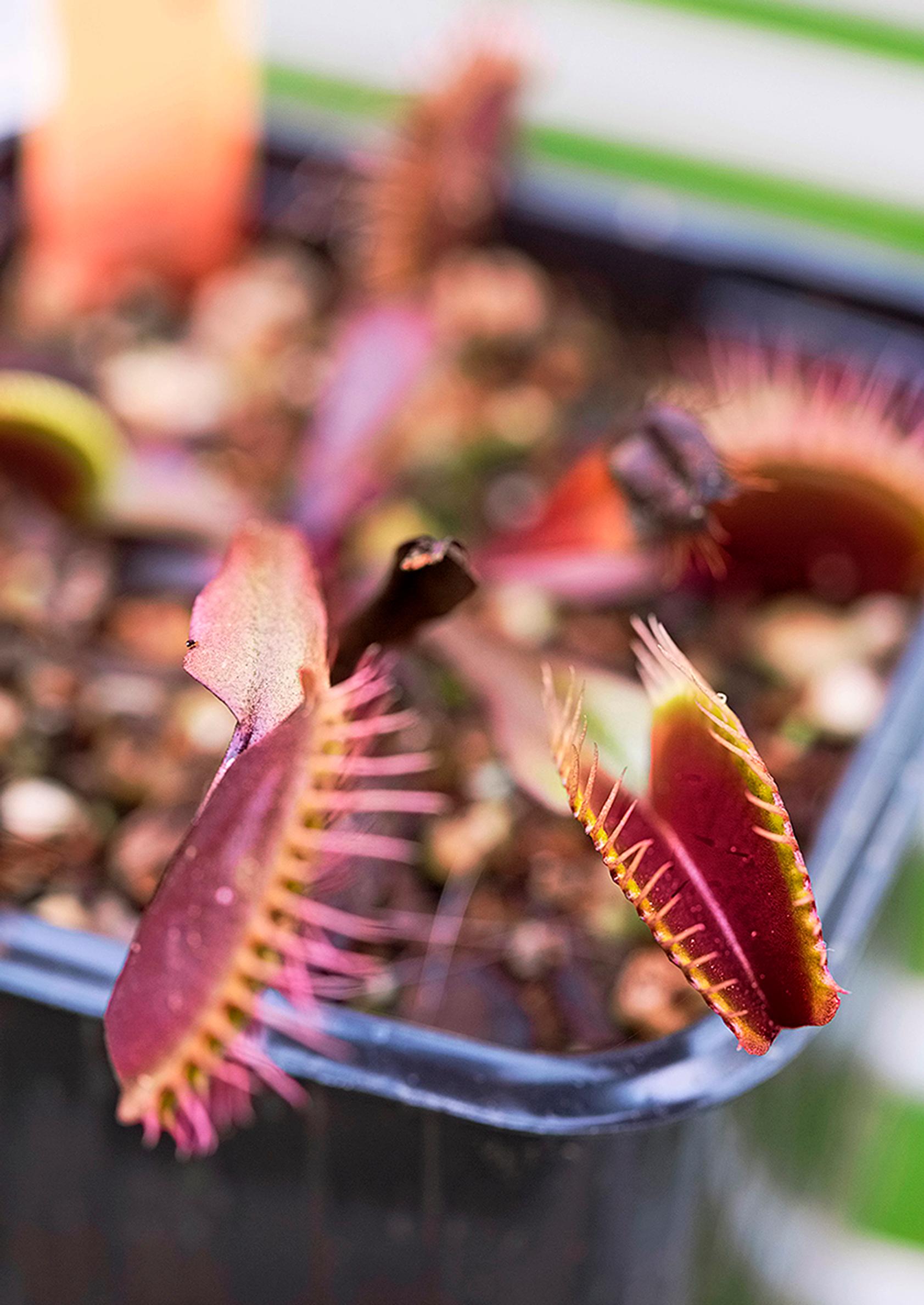 Kärpäsloukku, Dionaea muscipula ’All Red’