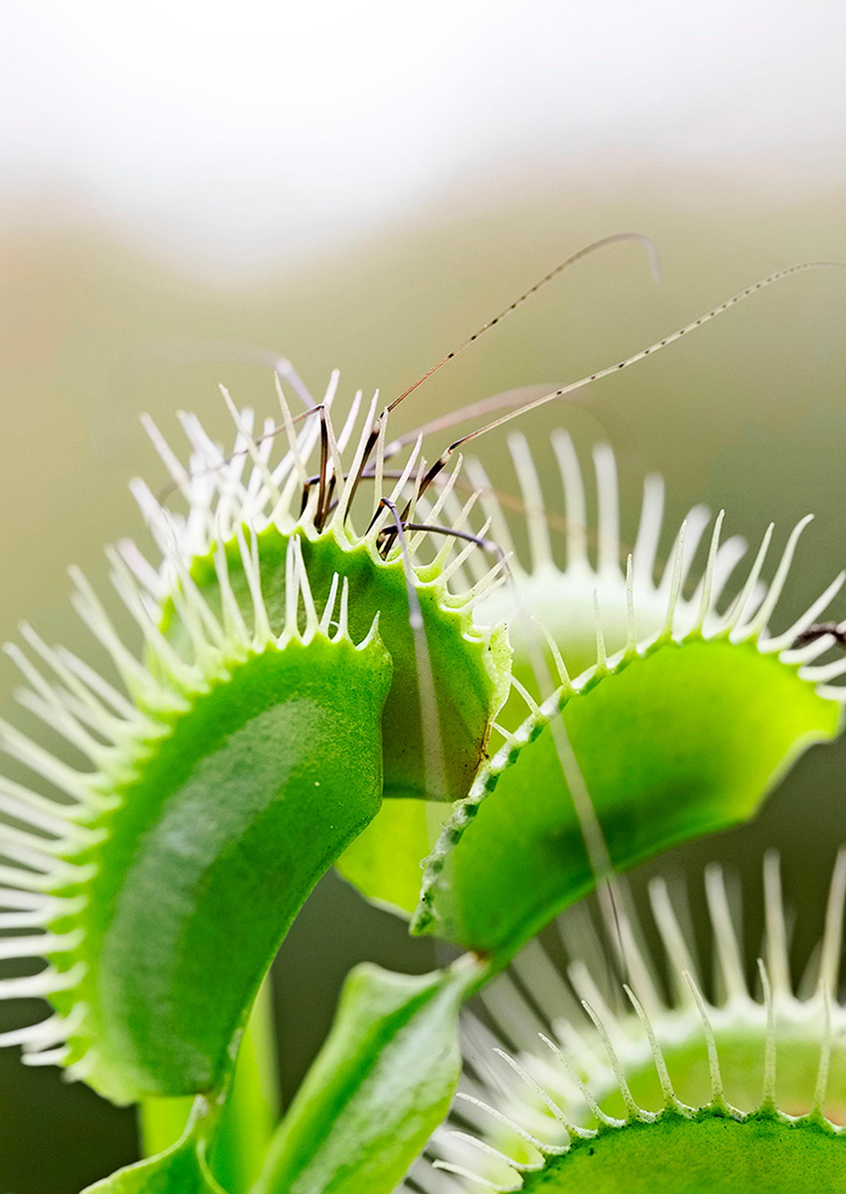 Kärpäsloukku, Dionaea muscipula ’Big Mouth’