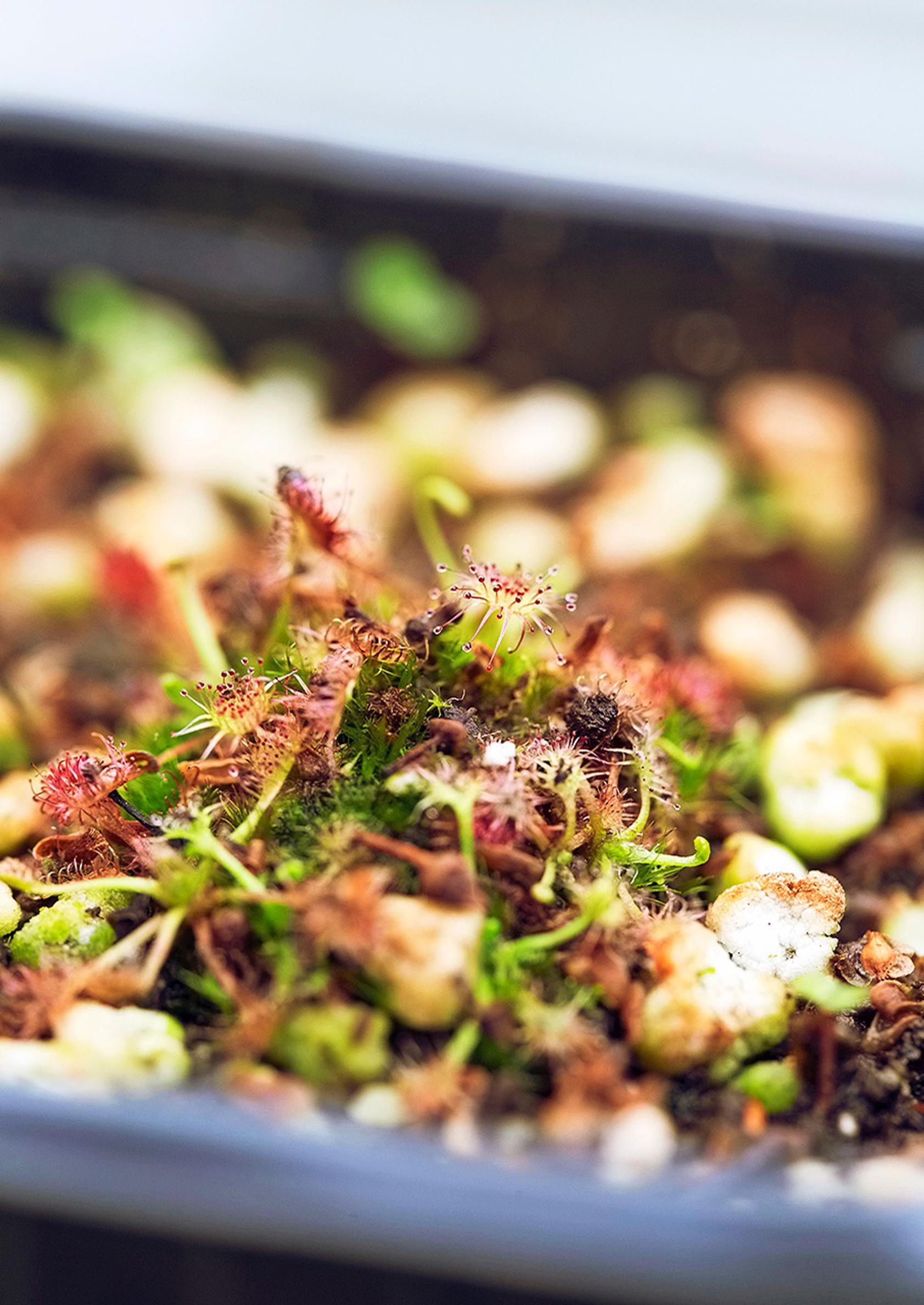 Pikkukihokki, Drosera intermedia