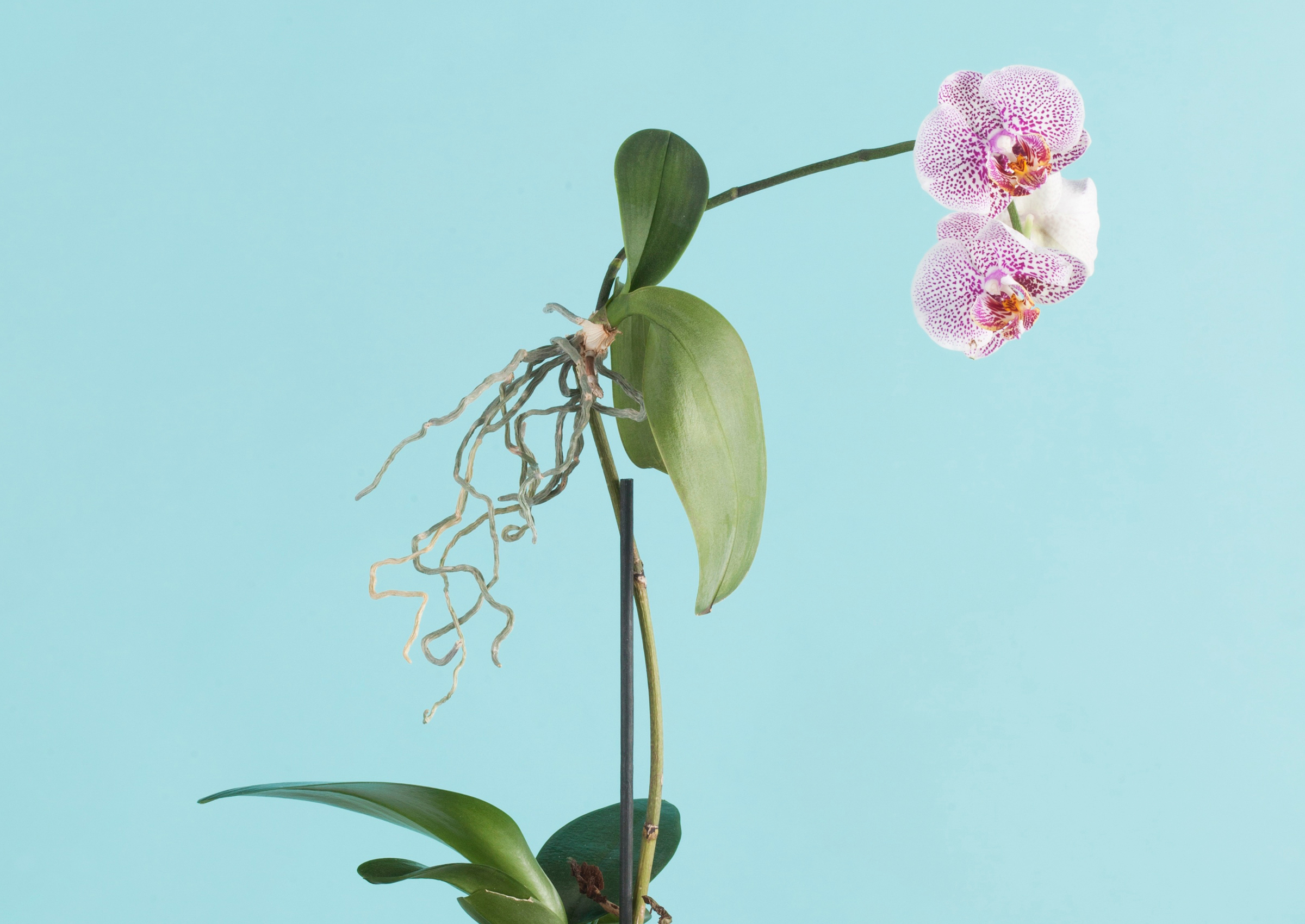 Esitellä 25+ imagen orkidea vauva