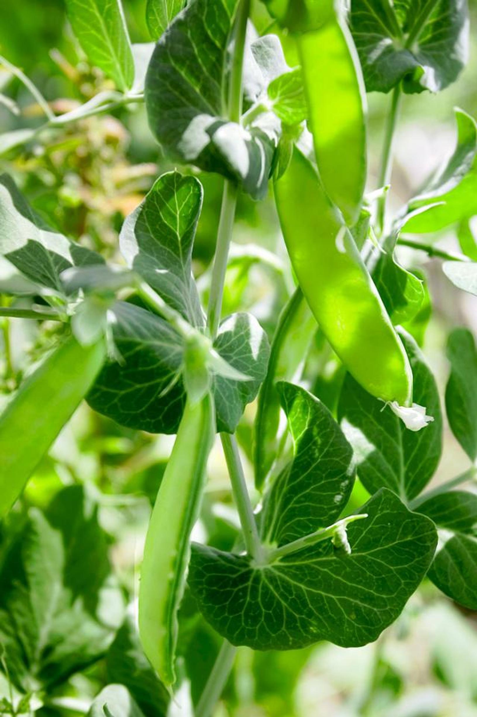 Pavut ja perunat samaan penkkiin